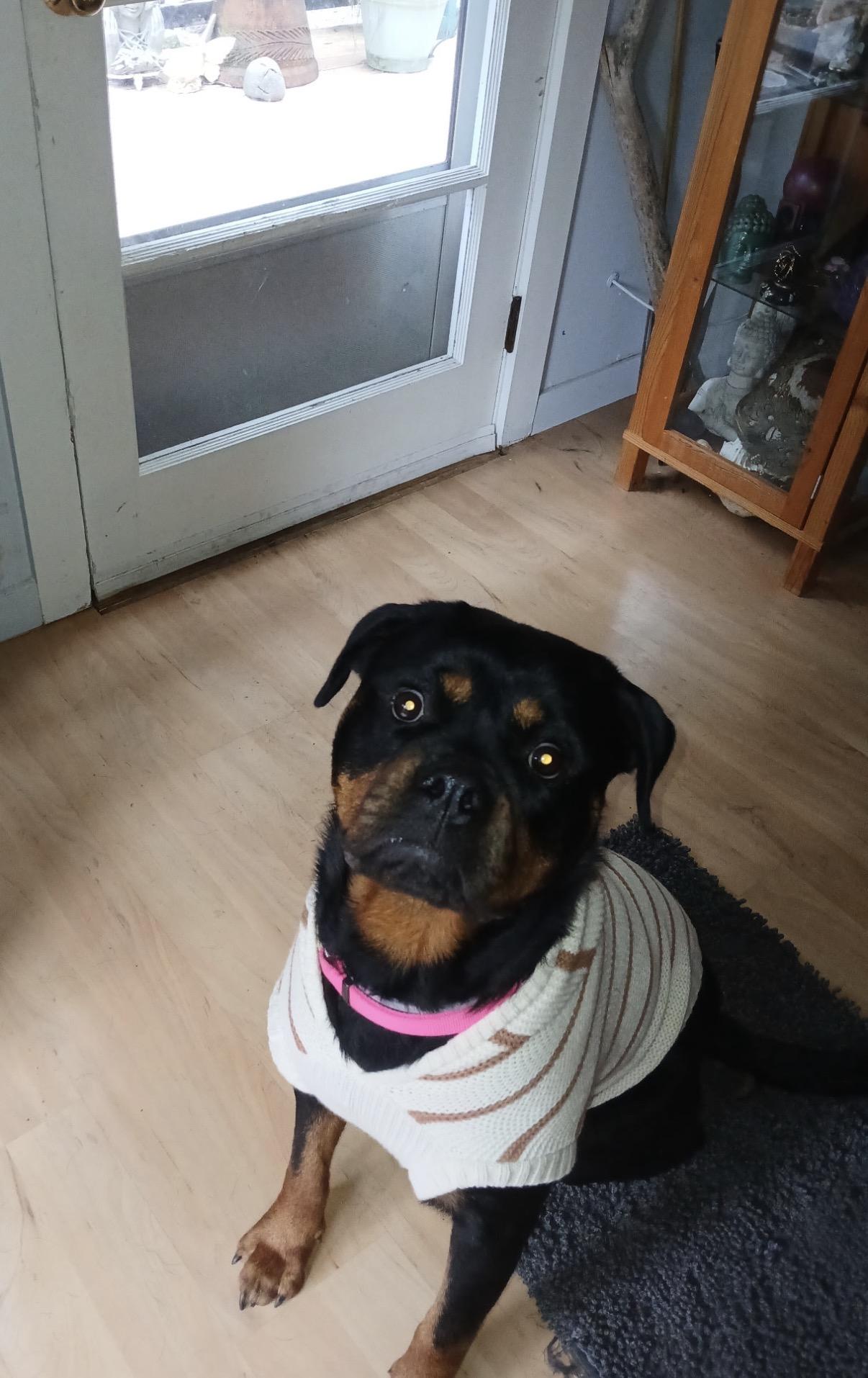 Courtesy Post - Rosie the Rott, a ADOPTABLE Rottweiler in Willits , CA image 4/5