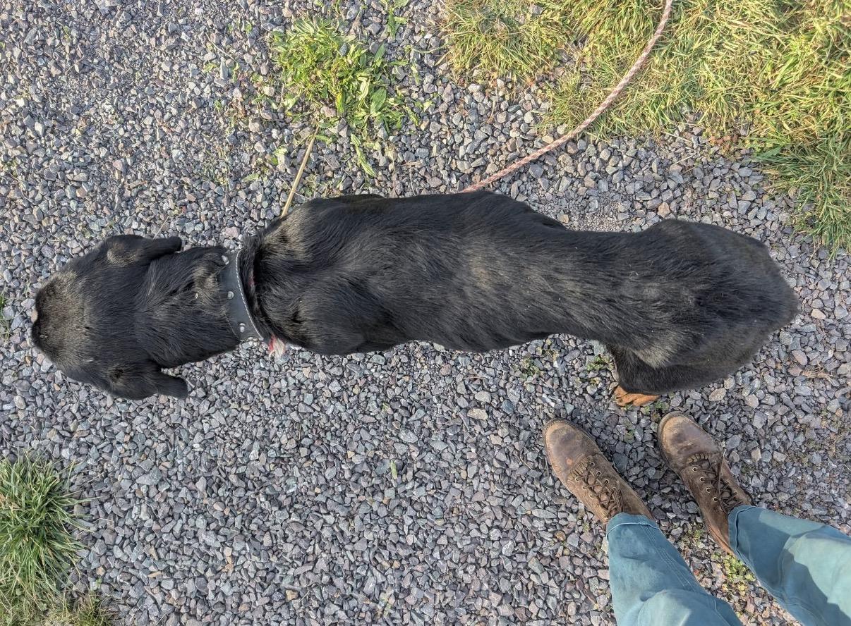 Courtesy Post - Rosie the Rott, a ADOPTABLE Rottweiler in Willits , CA image 5/5
