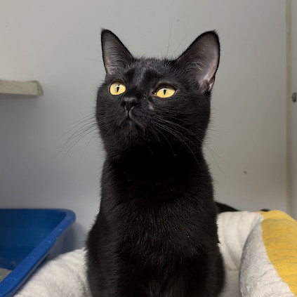 Enlarge Luna, a Adopted Domestic Short Hair in Indianapolis, IN image 1/4