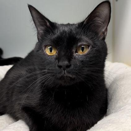 Enlarge Luna, a Adopted Domestic Short Hair in Indianapolis, IN image 2/4