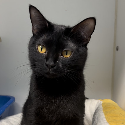 Enlarge Luna, a Adopted Domestic Short Hair in Indianapolis, IN image 3/4