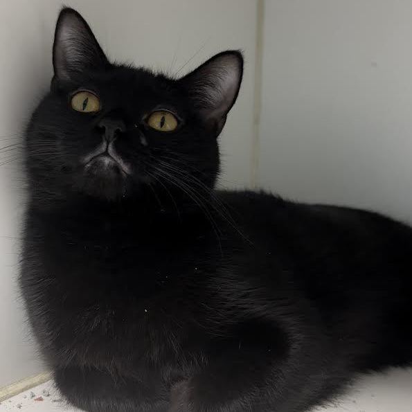 Enlarge Luna, a Adopted Domestic Short Hair in Indianapolis, IN image 4/4