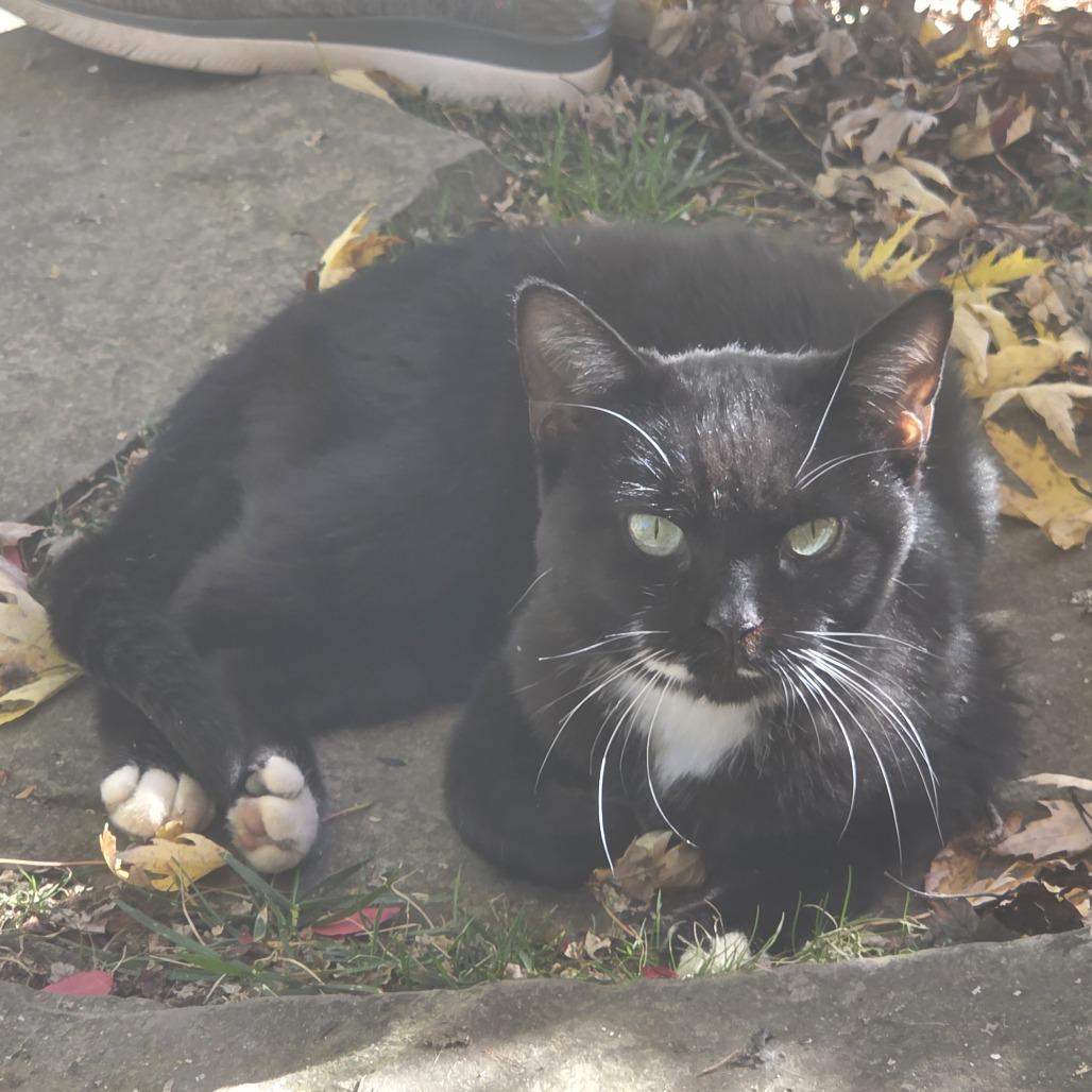 Rayen, Adoptable, Adult Female Domestic Short Hair.
