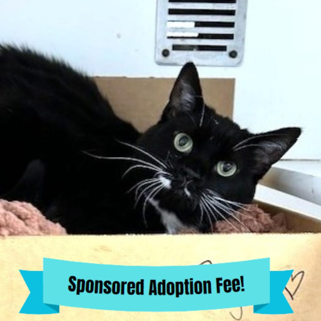 Enlarge Rayen, a Adoptable Domestic Short Hair in Novelty, OH image 2/3