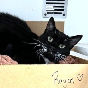 Enlarge Rayen, a Adoptable Domestic Short Hair in Novelty, OH image 3/3