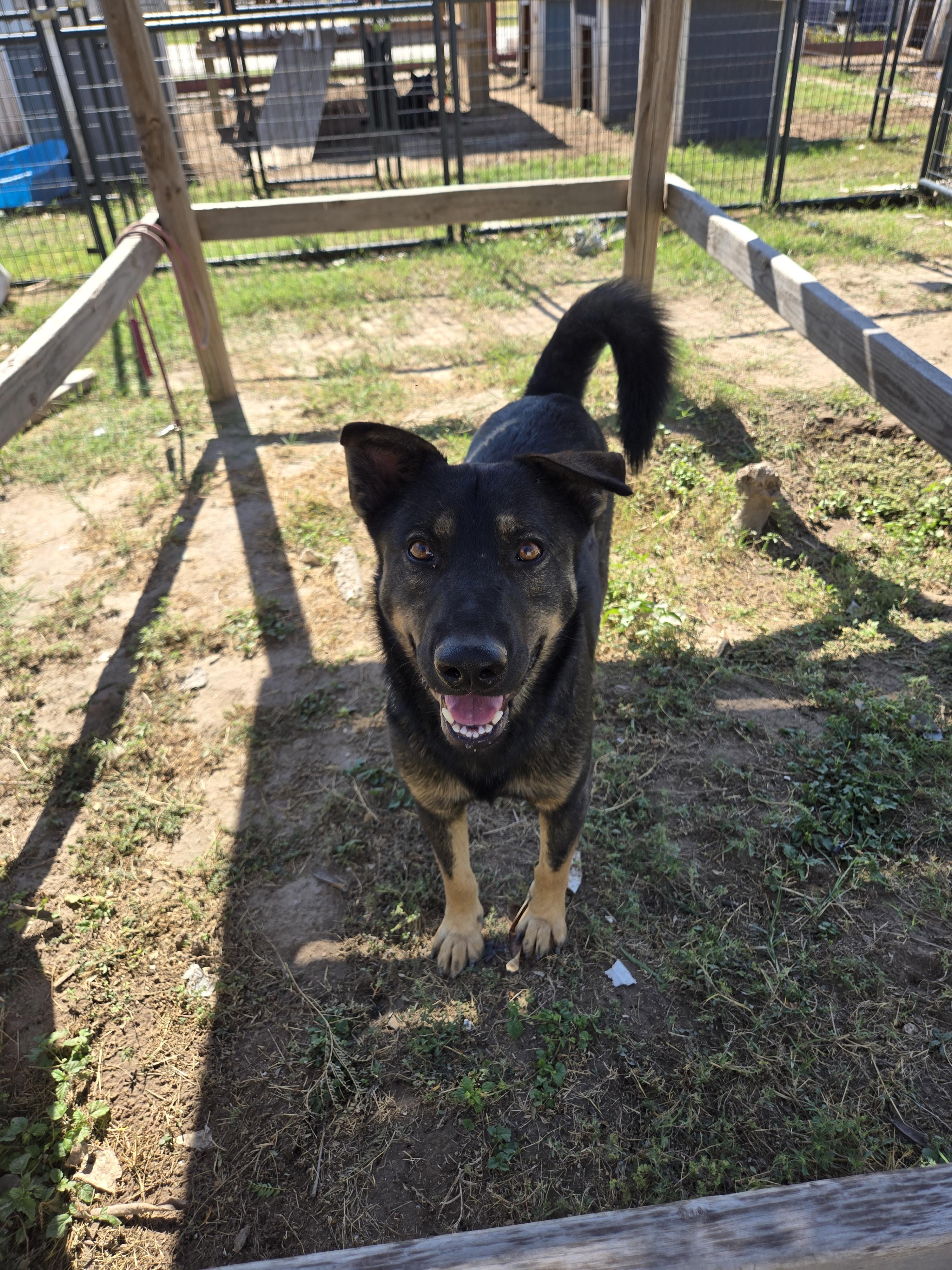 Enlarge Gabriel, a Adoptable mixed breed in Temple, TX image 1/2