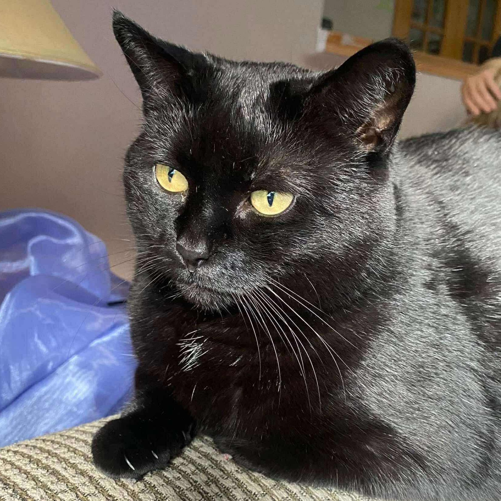Walter and Vortex, an adoptable Domestic Short Hair in Winnipeg, MB, R3E 2Z9 | Photo Image 2