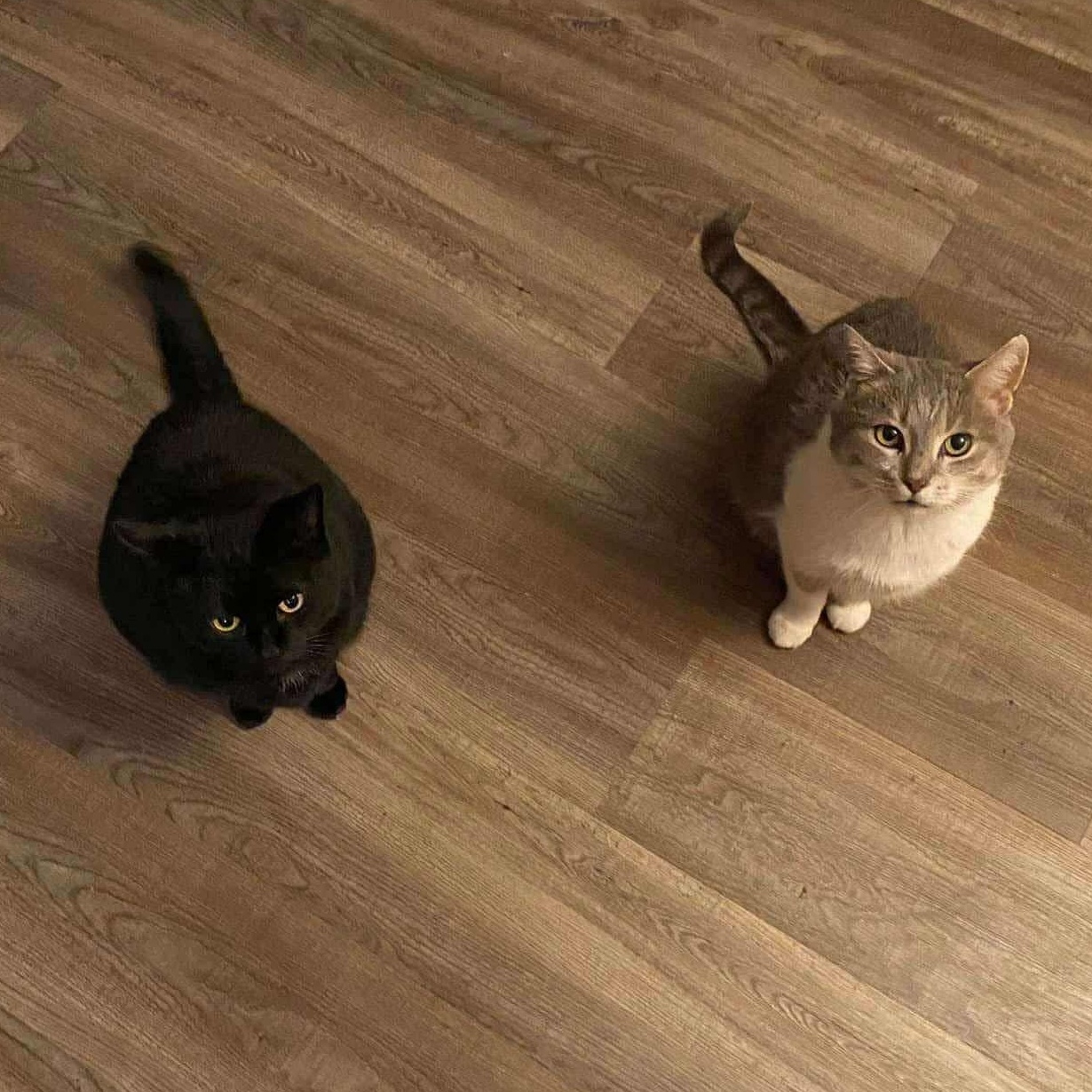 Walter and Vortex, an adoptable Domestic Short Hair in Winnipeg, MB, R3E 2Z9 | Photo Image 1