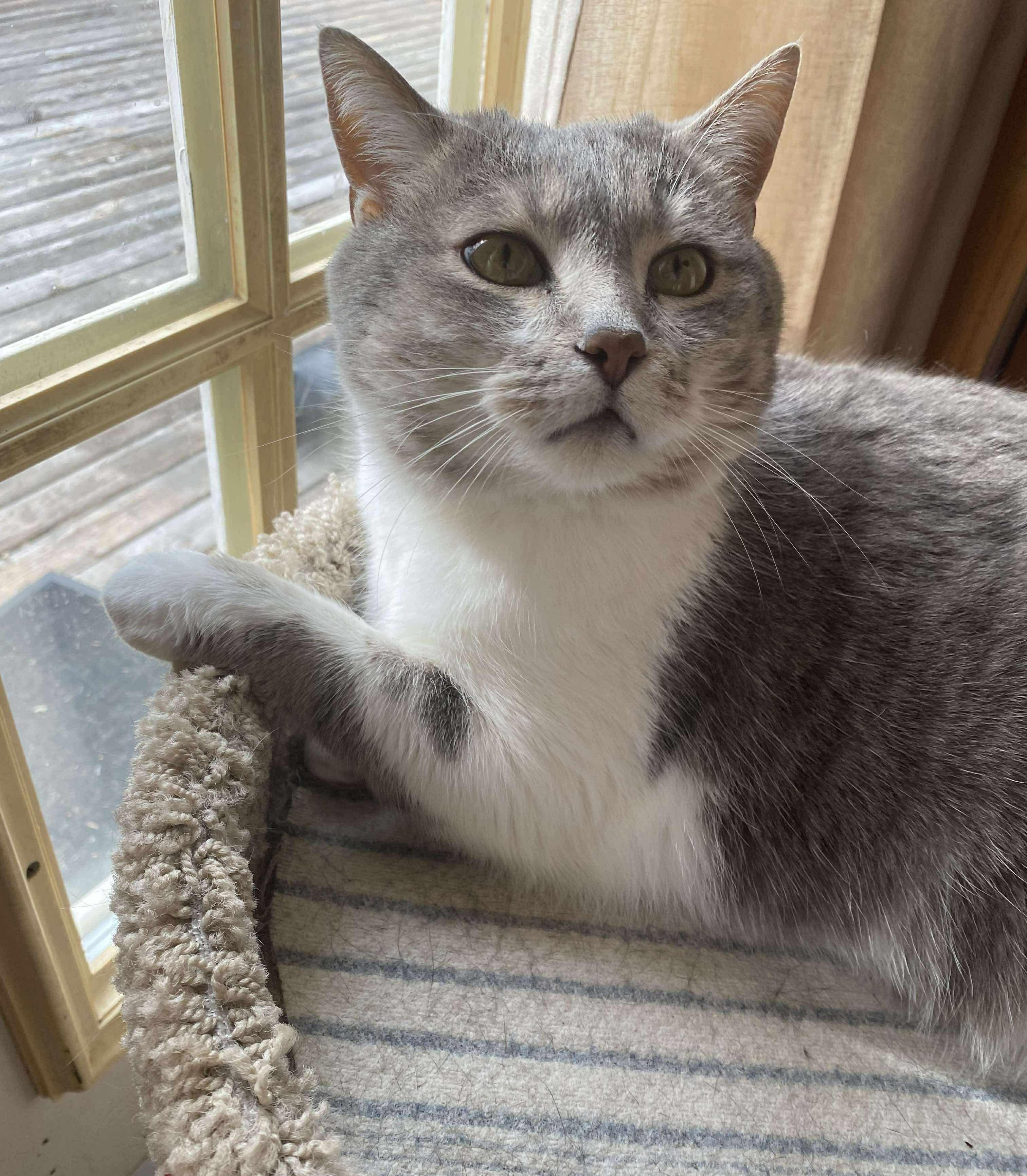 Walter and Vortex, an adoptable Domestic Short Hair in Winnipeg, MB, R3E 2Z9 | Photo Image 4
