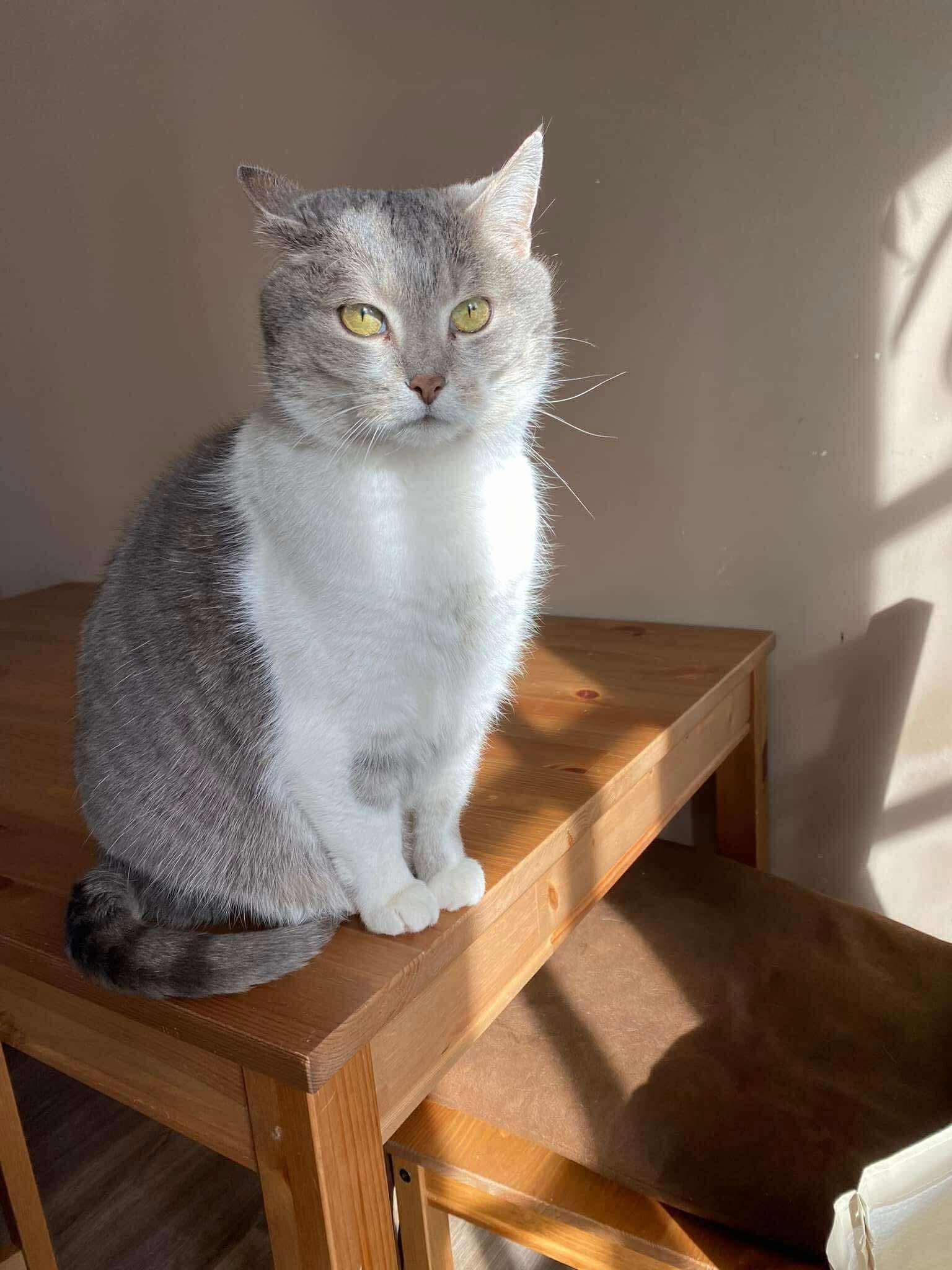Walter and Vortex, an adoptable Domestic Short Hair in Winnipeg, MB, R3E 2Z9 | Photo Image 5
