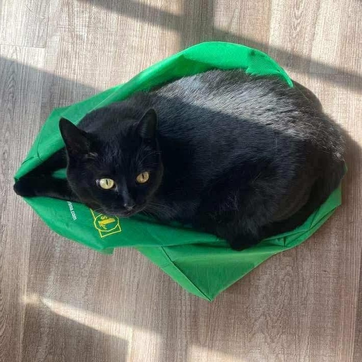 Walter and Vortex, an adoptable Domestic Short Hair in Winnipeg, MB, R3E 2Z9 | Photo Image 6