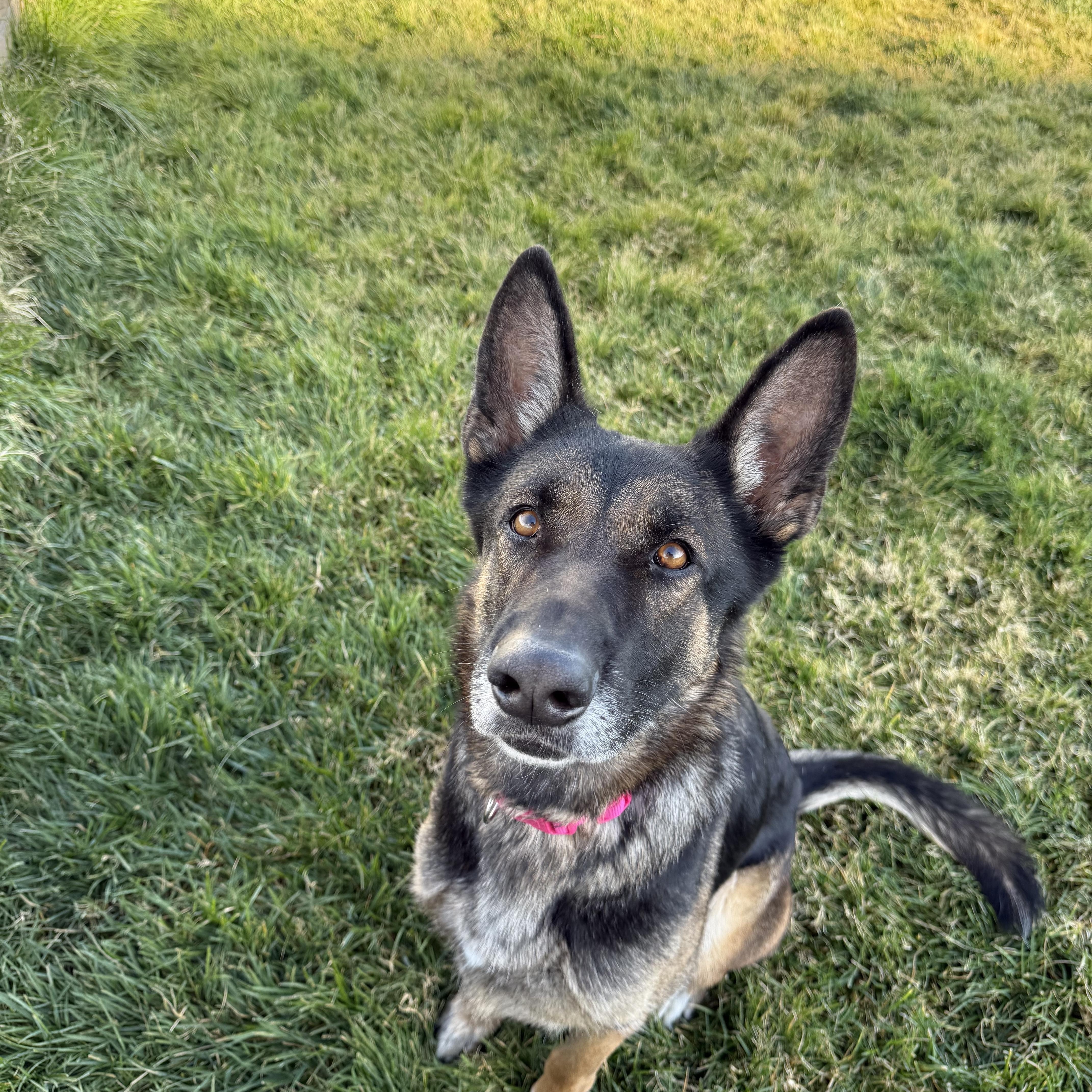 Kyra, adopted, Young Female German Shepherd Dog.