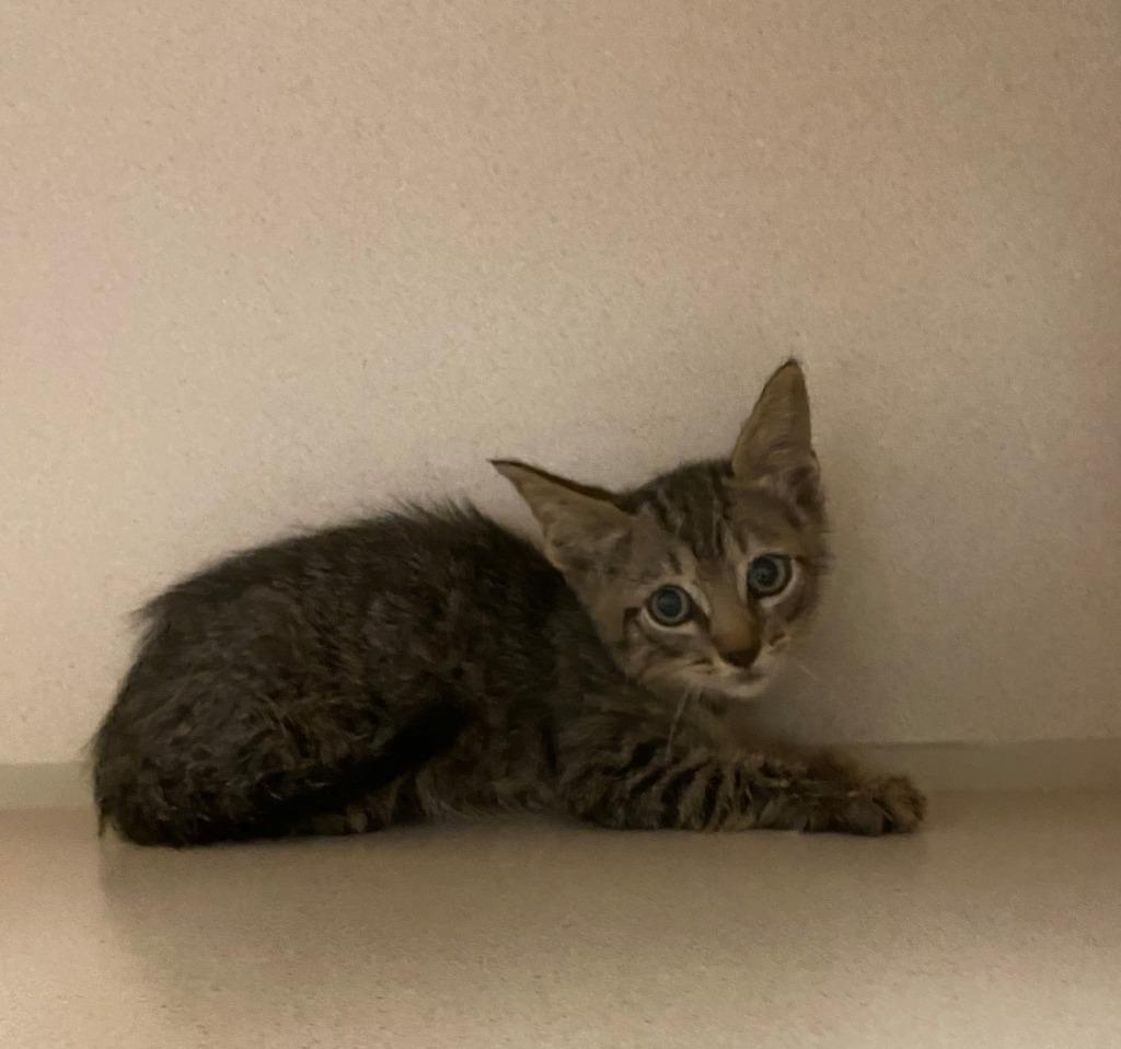 Scorch, Adoptable, Kitten Male Domestic Short Hair.