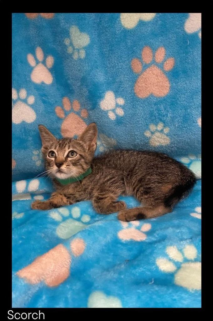 Enlarge Scorch, a Adoptable mixed breed in Chino Valley, AZ image 2/2
