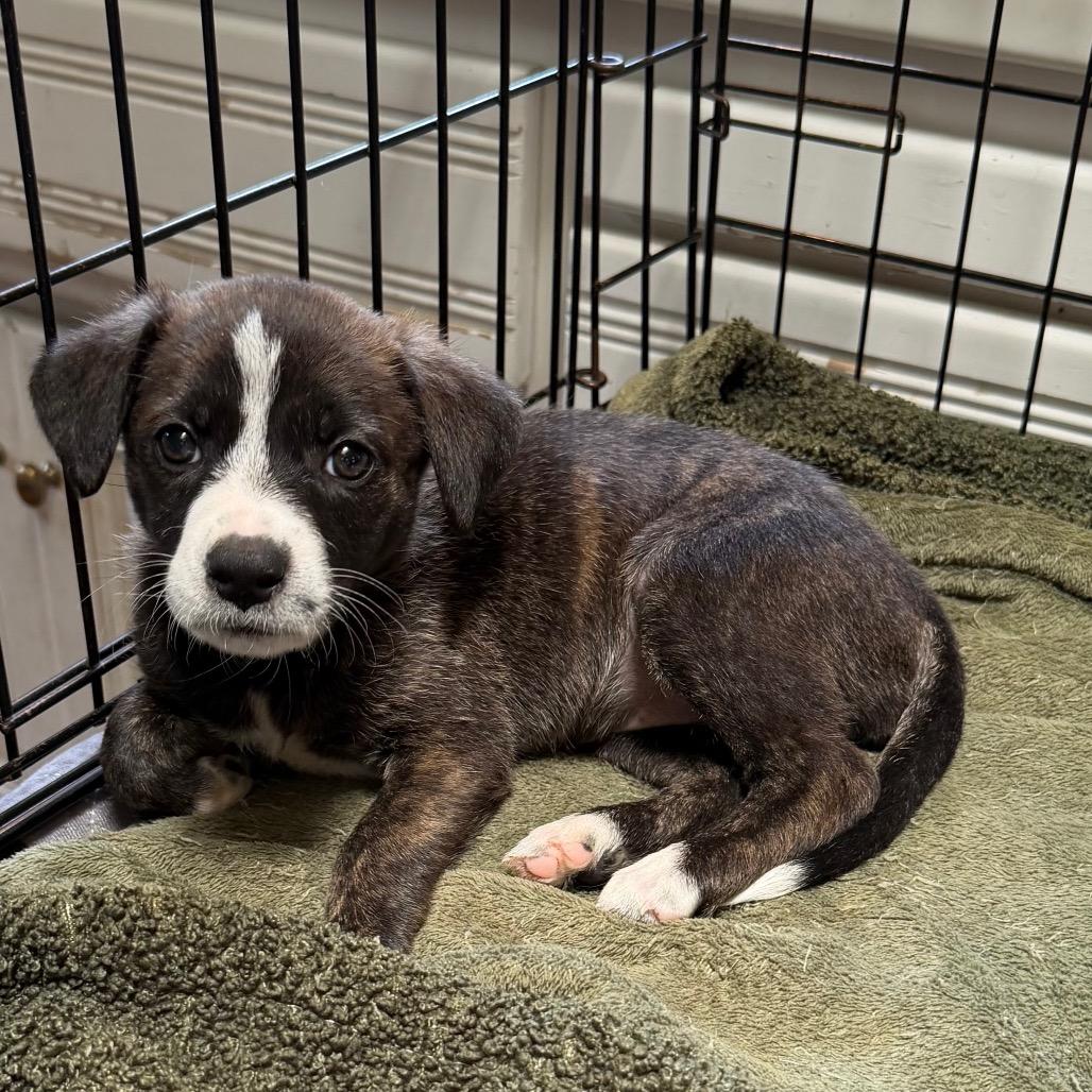Enlarge Emma, a Adoptable mixed breed in Sacramento, CA image 2/6
