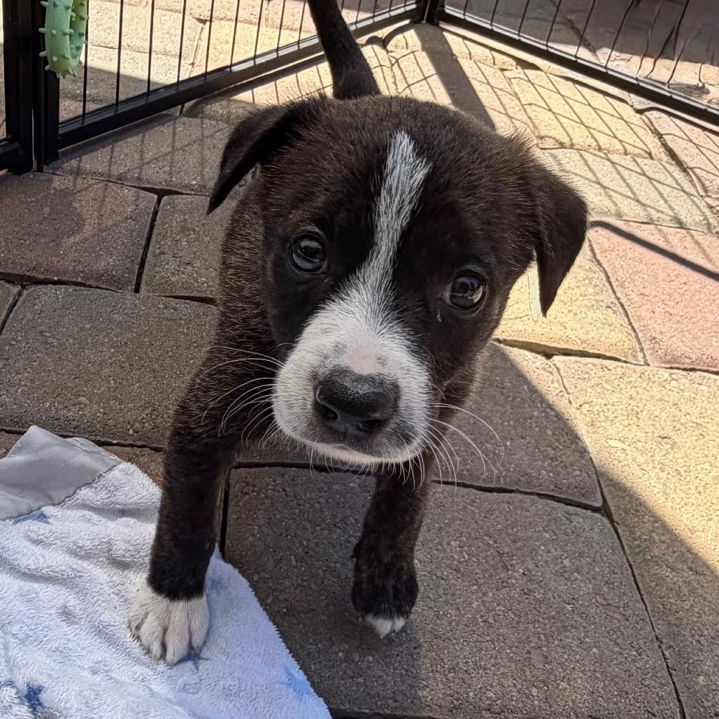 Enlarge Emma, a Adoptable mixed breed in Sacramento, CA image 3/6