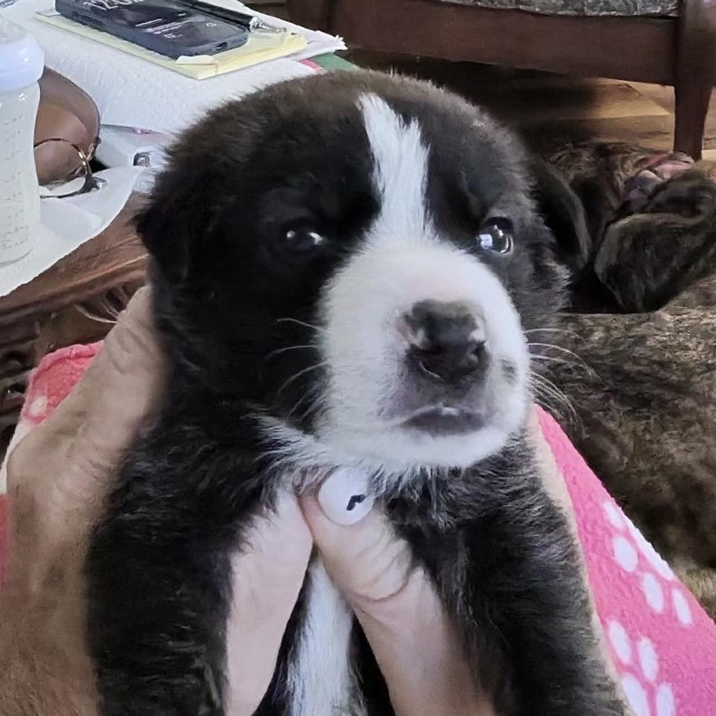 Enlarge Emma, a Adoptable mixed breed in Sacramento, CA image 5/6