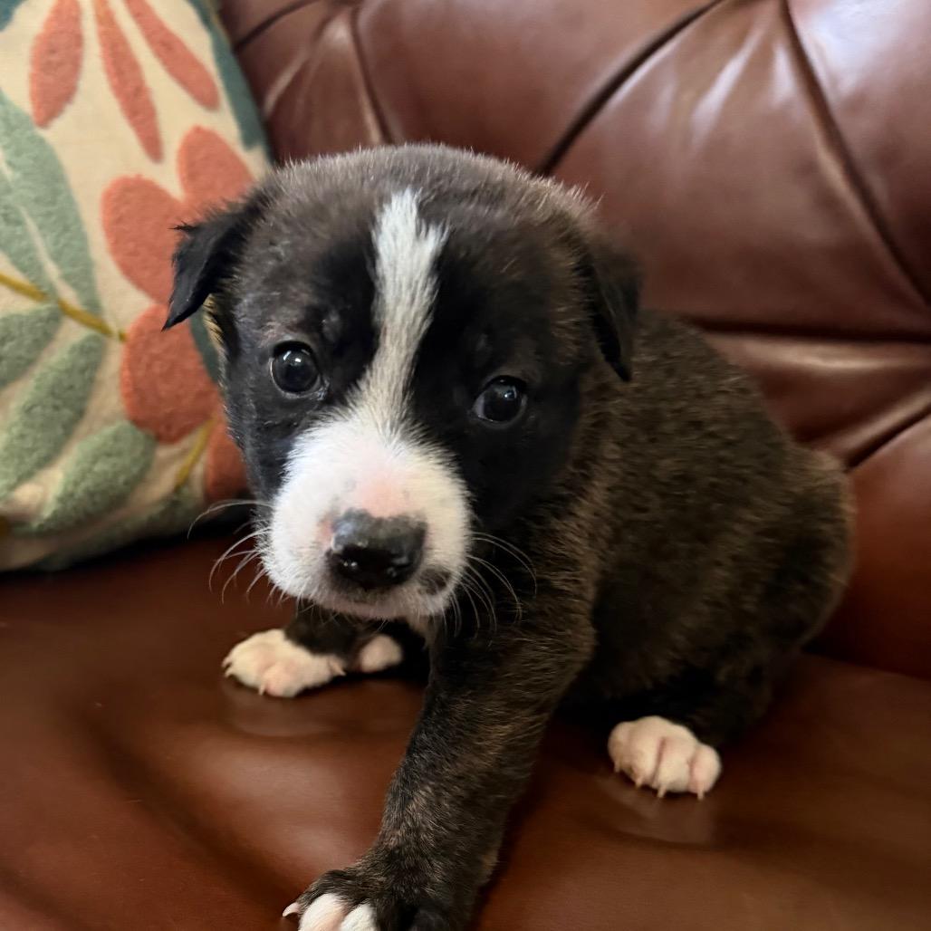 Enlarge Emma, a Adoptable mixed breed in Sacramento, CA image 6/6