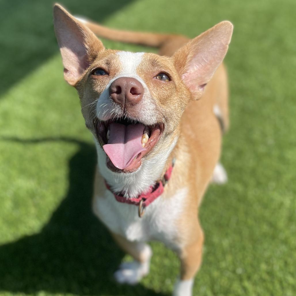 Summer, Adoptable, Young Female Chihuahua & Mixed Breed.