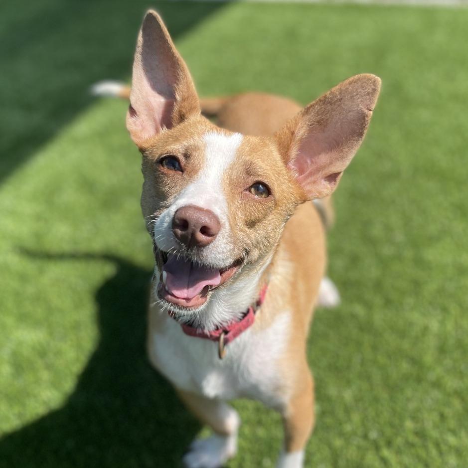 Summer, a Adoptable mixed breed in Bradenton, FL image 2/2