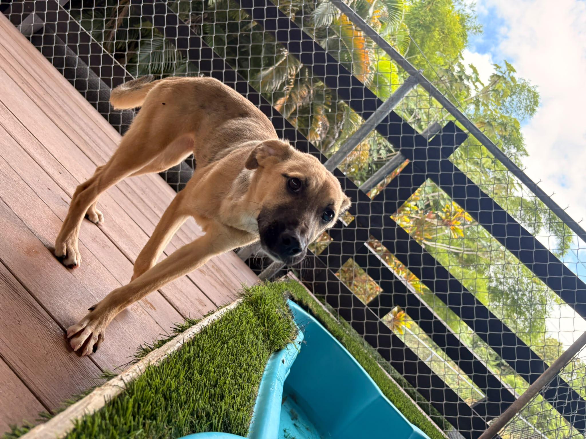Rosie, a ADOPTABLE Mixed Breed in Morristown, NJ image 3/4