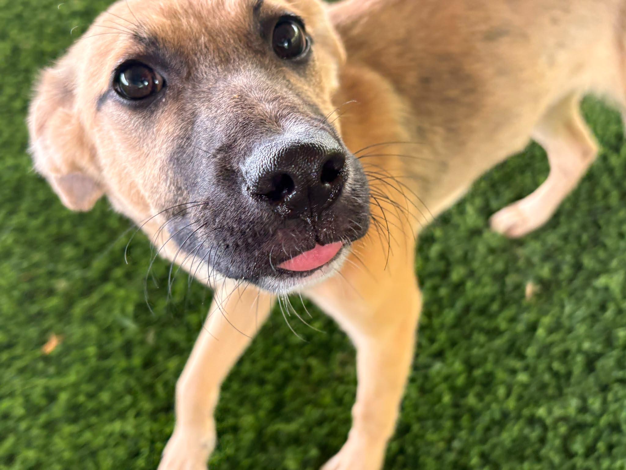 Rosie, a ADOPTABLE Mixed Breed in Morristown, NJ image 4/4