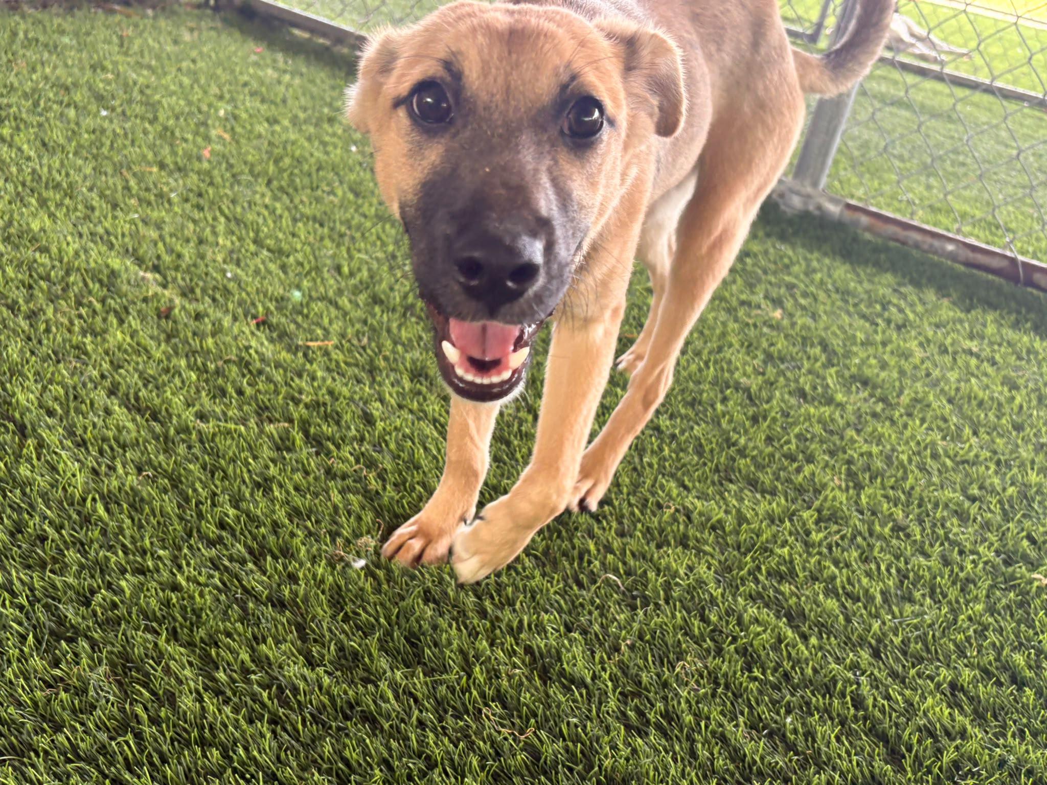 Rosie, a ADOPTABLE Mixed Breed in Morristown, NJ image 2/4