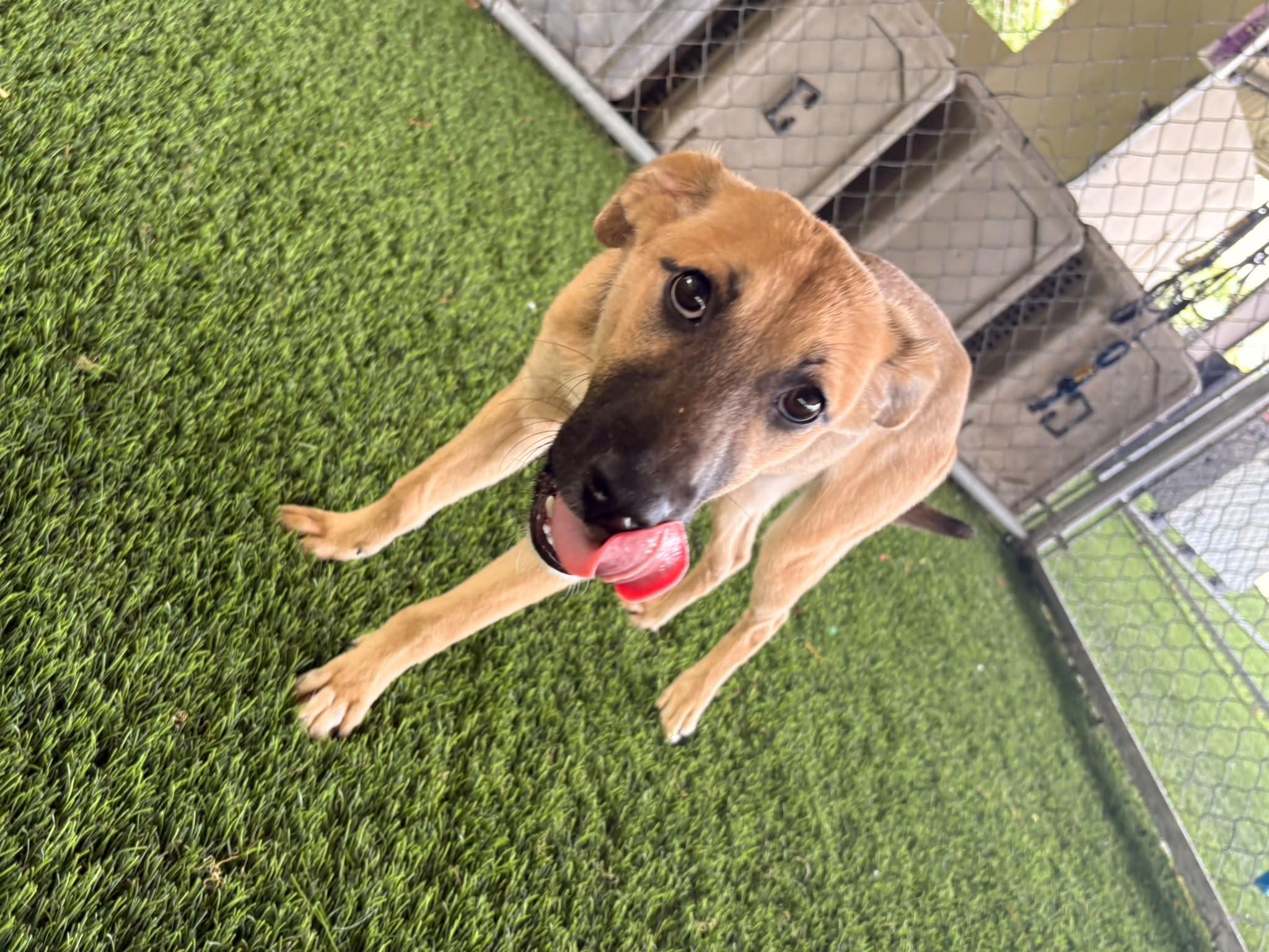 Rosie, a ADOPTABLE Mixed Breed in Morristown, NJ image 1/4