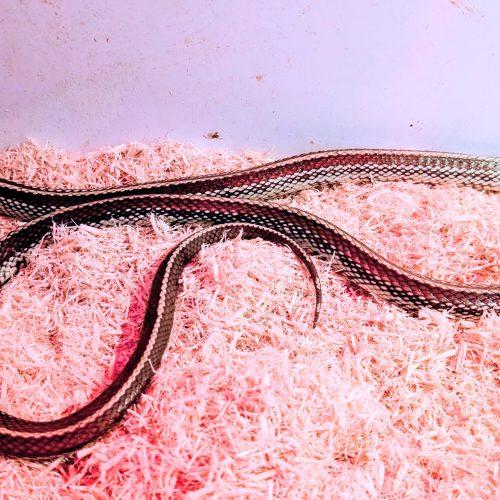 Oreo, ADOPTABLE, Adult Unknown King / Milk.