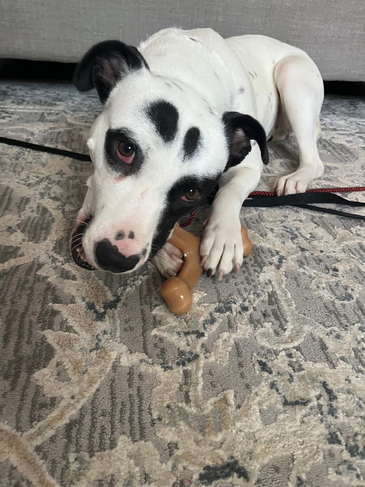 Pandora, a Adoptable Mixed Breed image 4/6