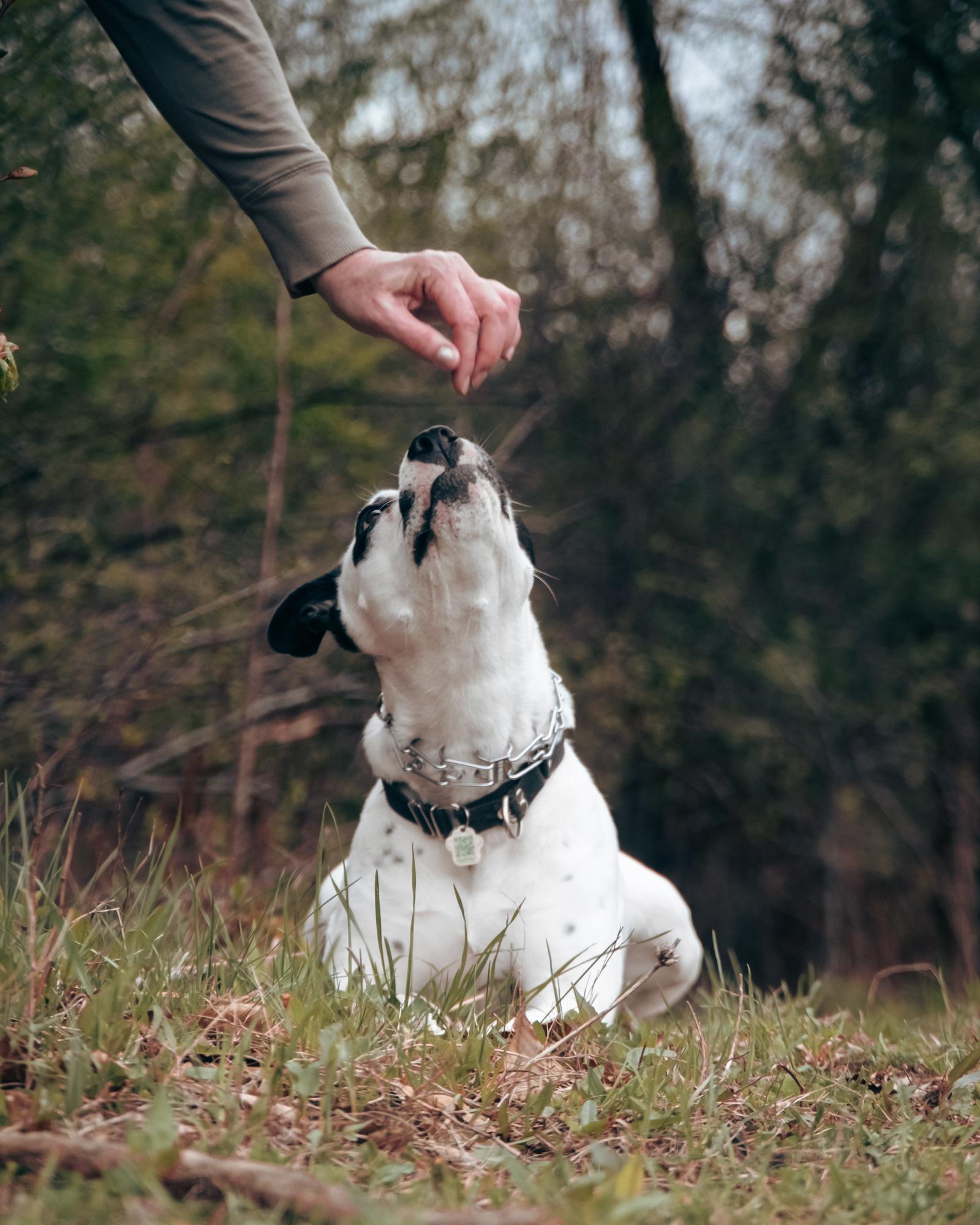 Pandora, a Adoptable Mixed Breed image 2/6