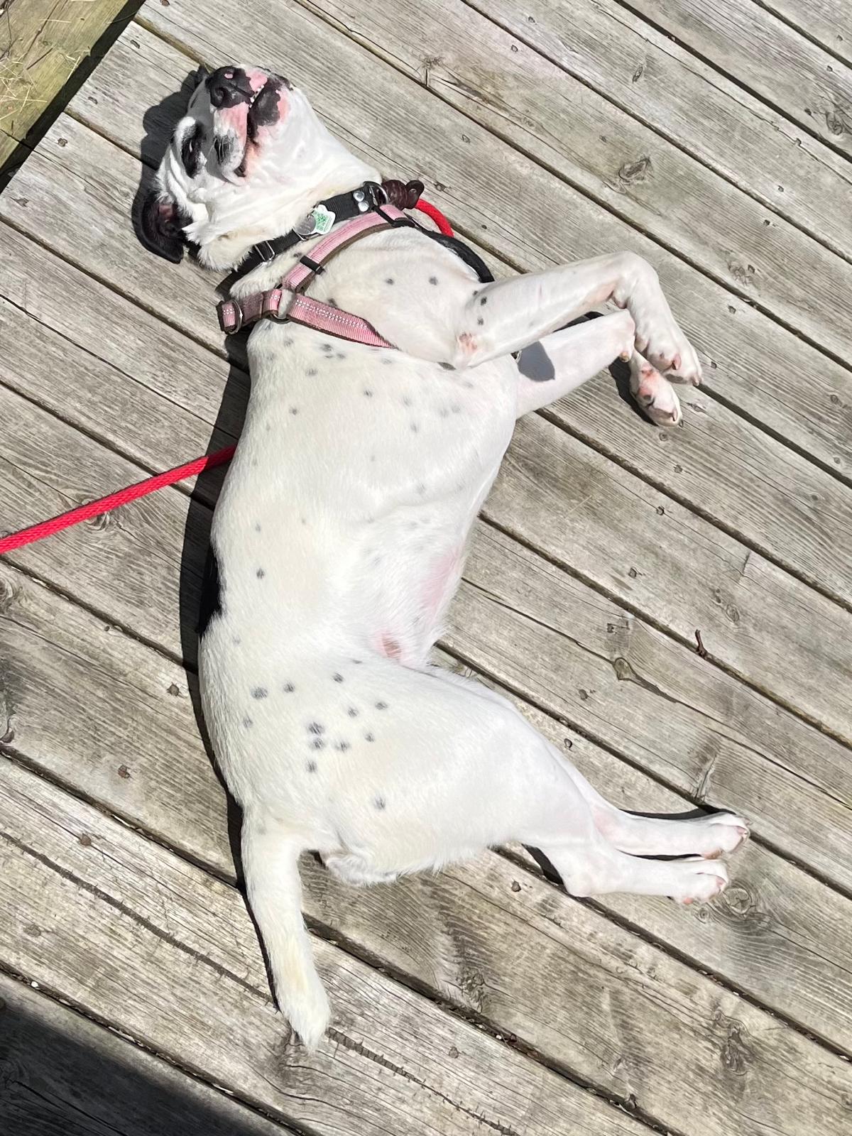 Pandora, a Adoptable Mixed Breed image 5/6