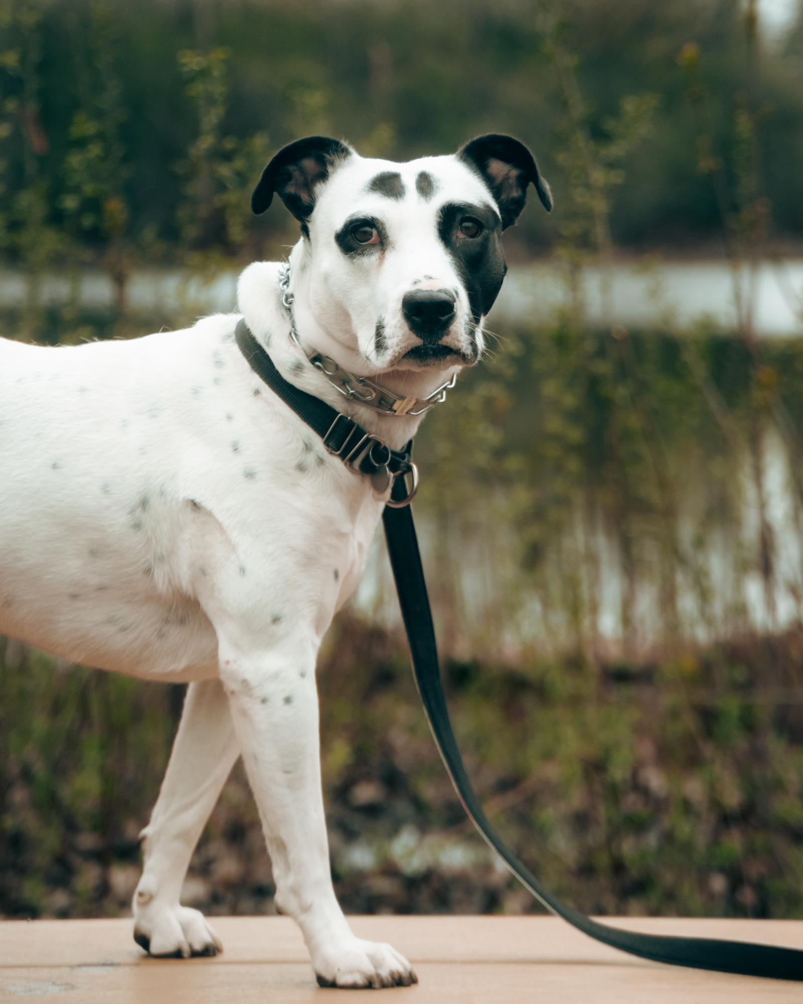 Pandora, a Adoptable Mixed Breed image 3/6