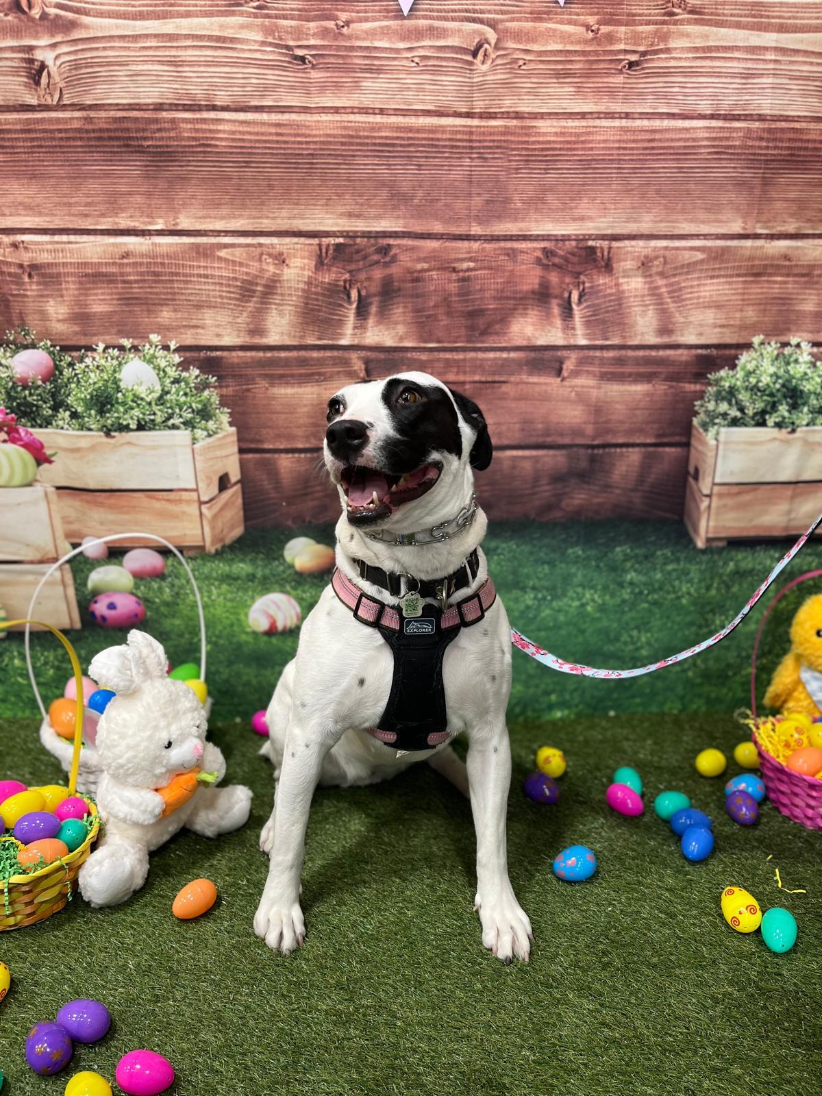 Pandora, a Adoptable Mixed Breed image 1/6