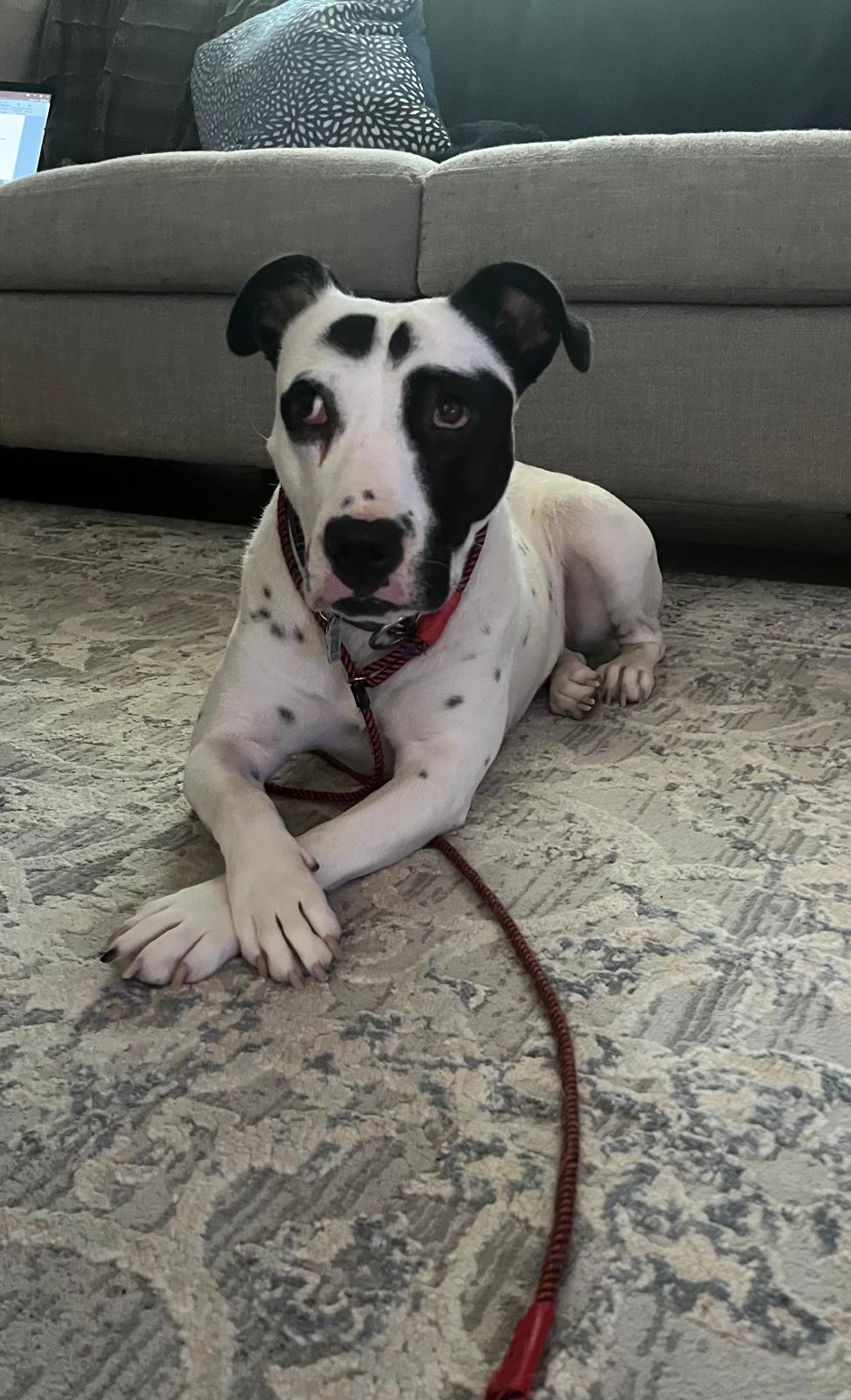 Pandora, a Adoptable Mixed Breed image 6/6