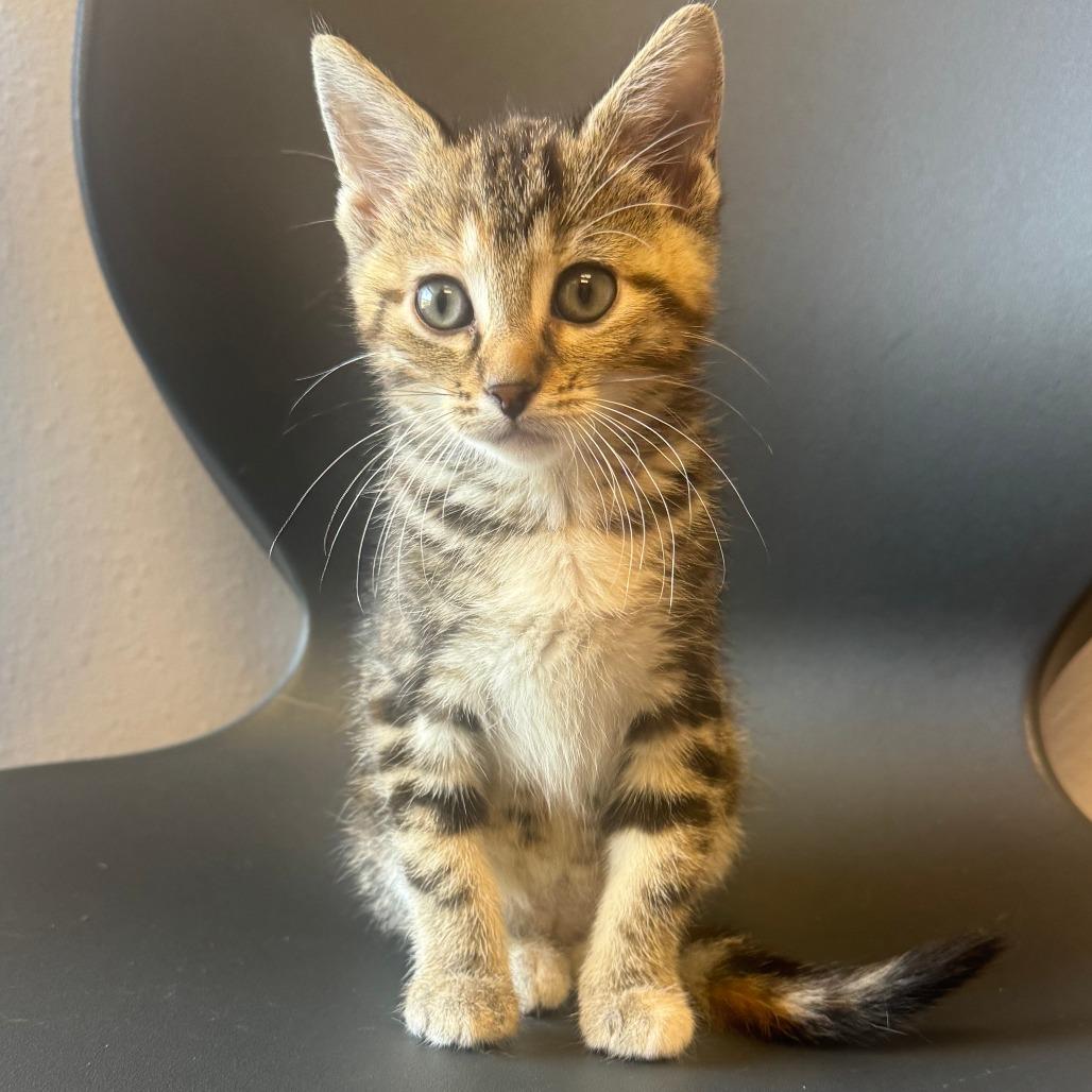 Enlarge Tabby, a Adoptable Domestic Short Hair in Sioux Falls, SD image 1/1
