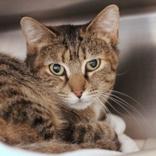 Enlarge Kimchi, a ADOPTABLE Domestic Short Hair in Hilliard, OH image 2/2