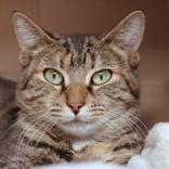 Enlarge Kimchi, a ADOPTABLE Domestic Short Hair in Hilliard, OH image 1/2