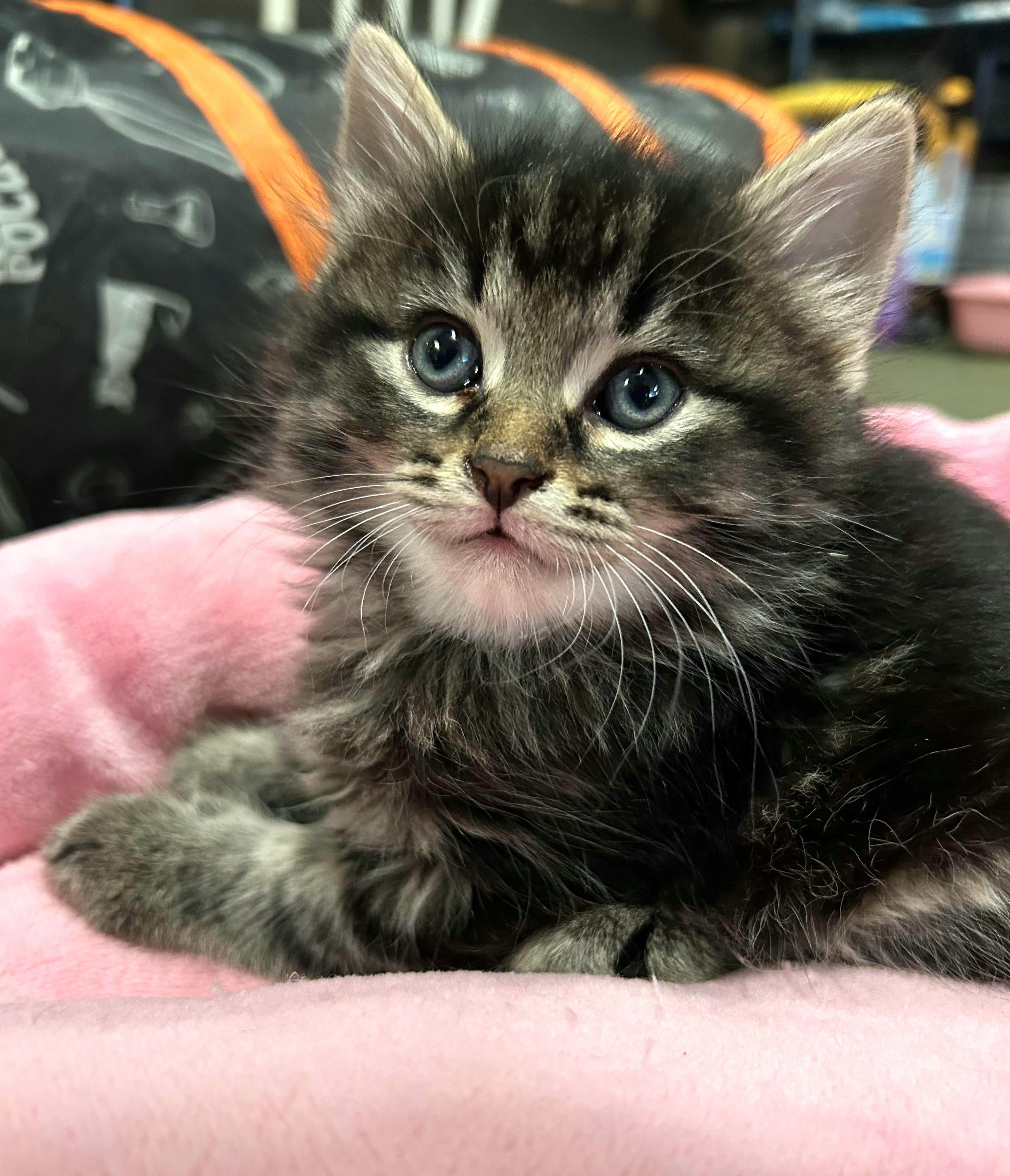Lainey - 9 week young kitten