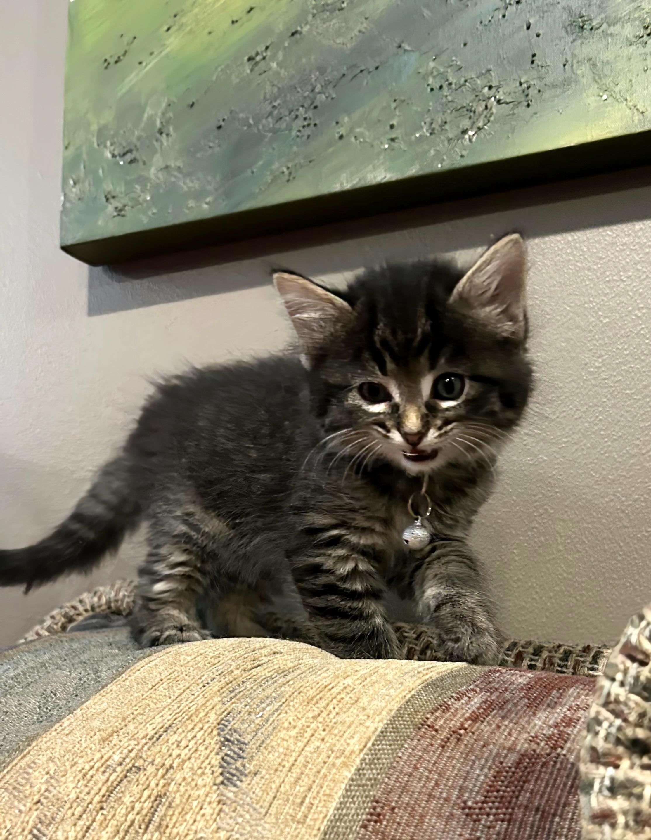 Lainey - 9 week young kitten