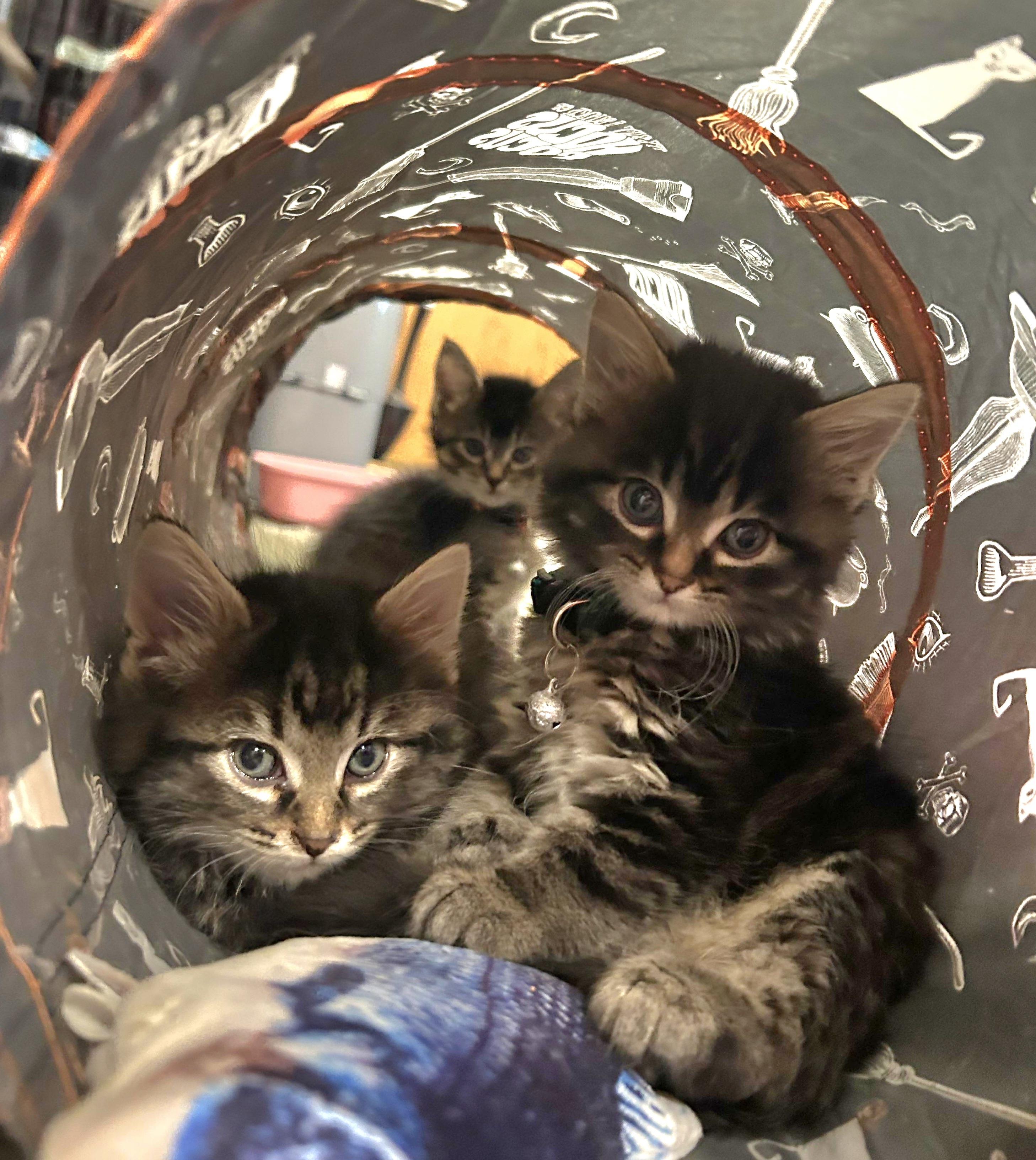 Lainey - 9 week young kitten