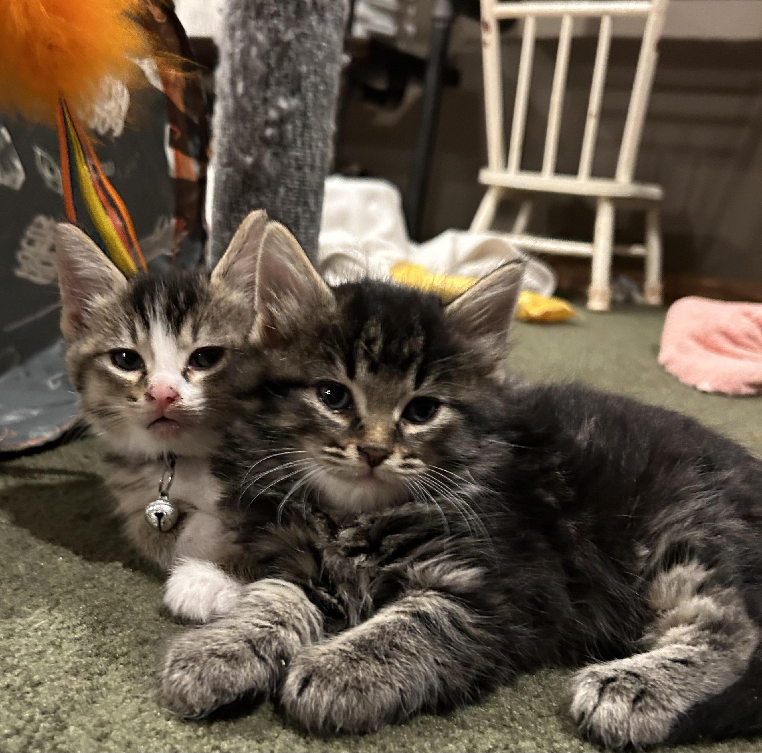 Lainey - 9 week young kitten