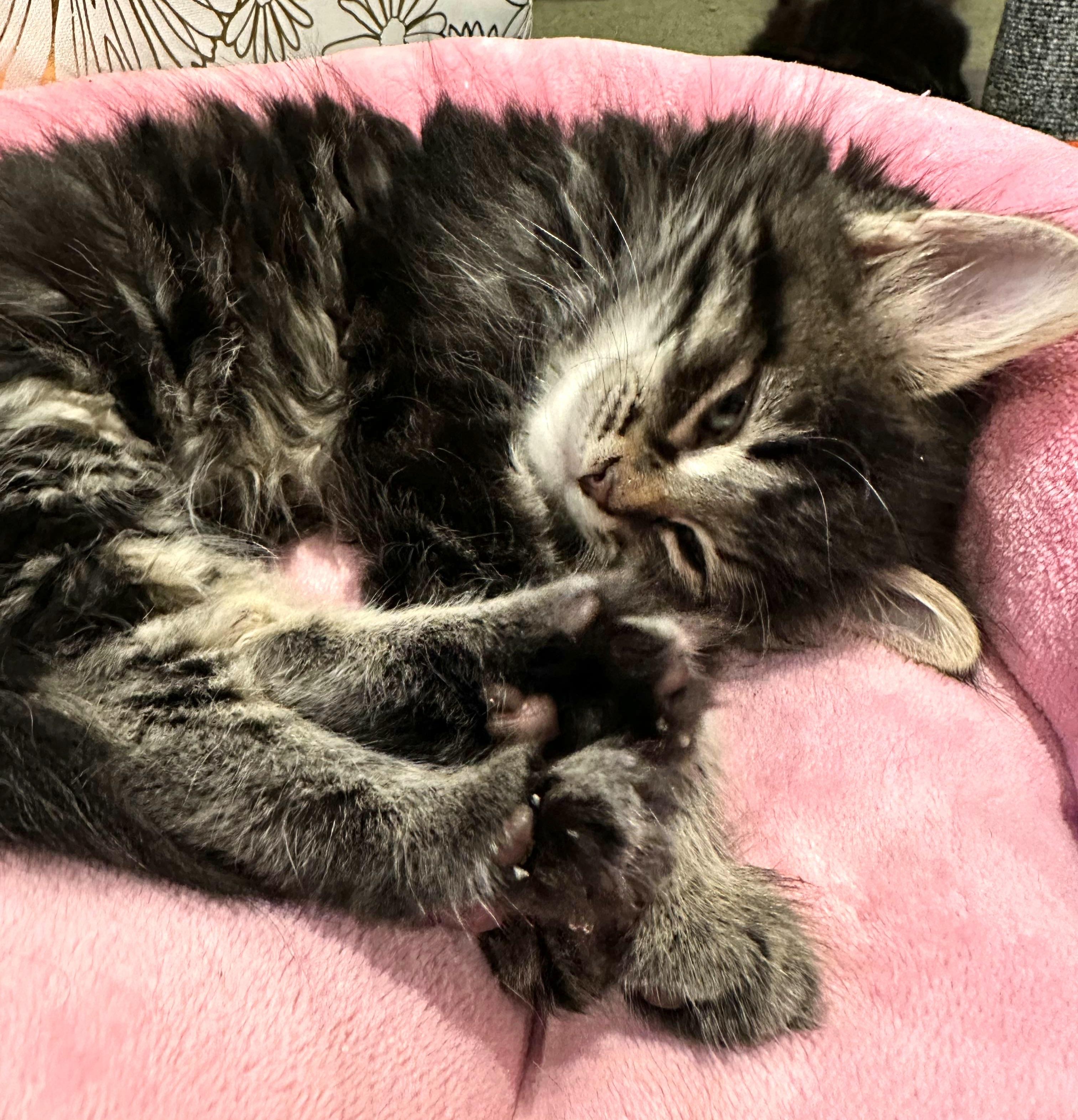 Lainey - 9 week young kitten