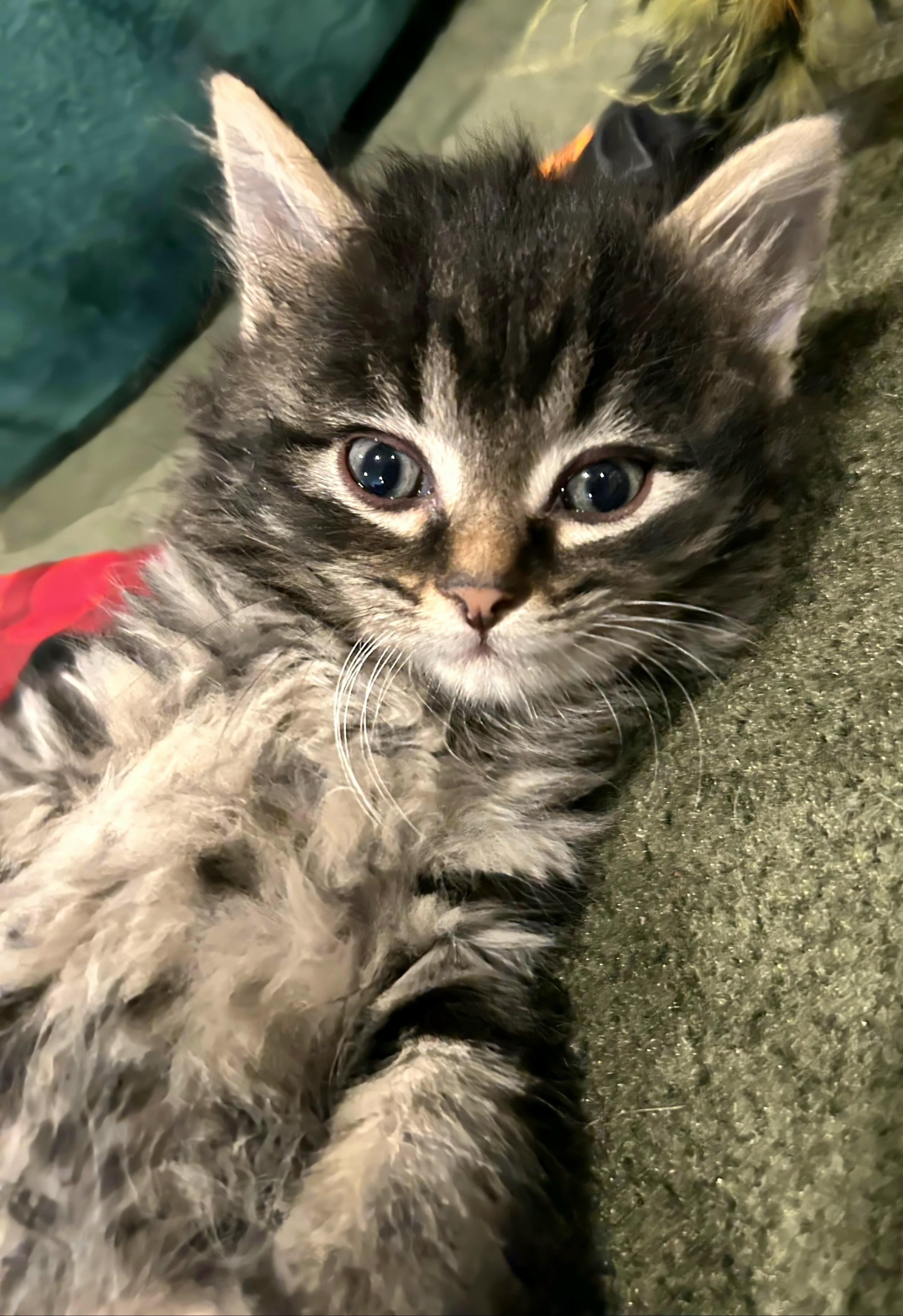 Lainey - 9 week young kitten