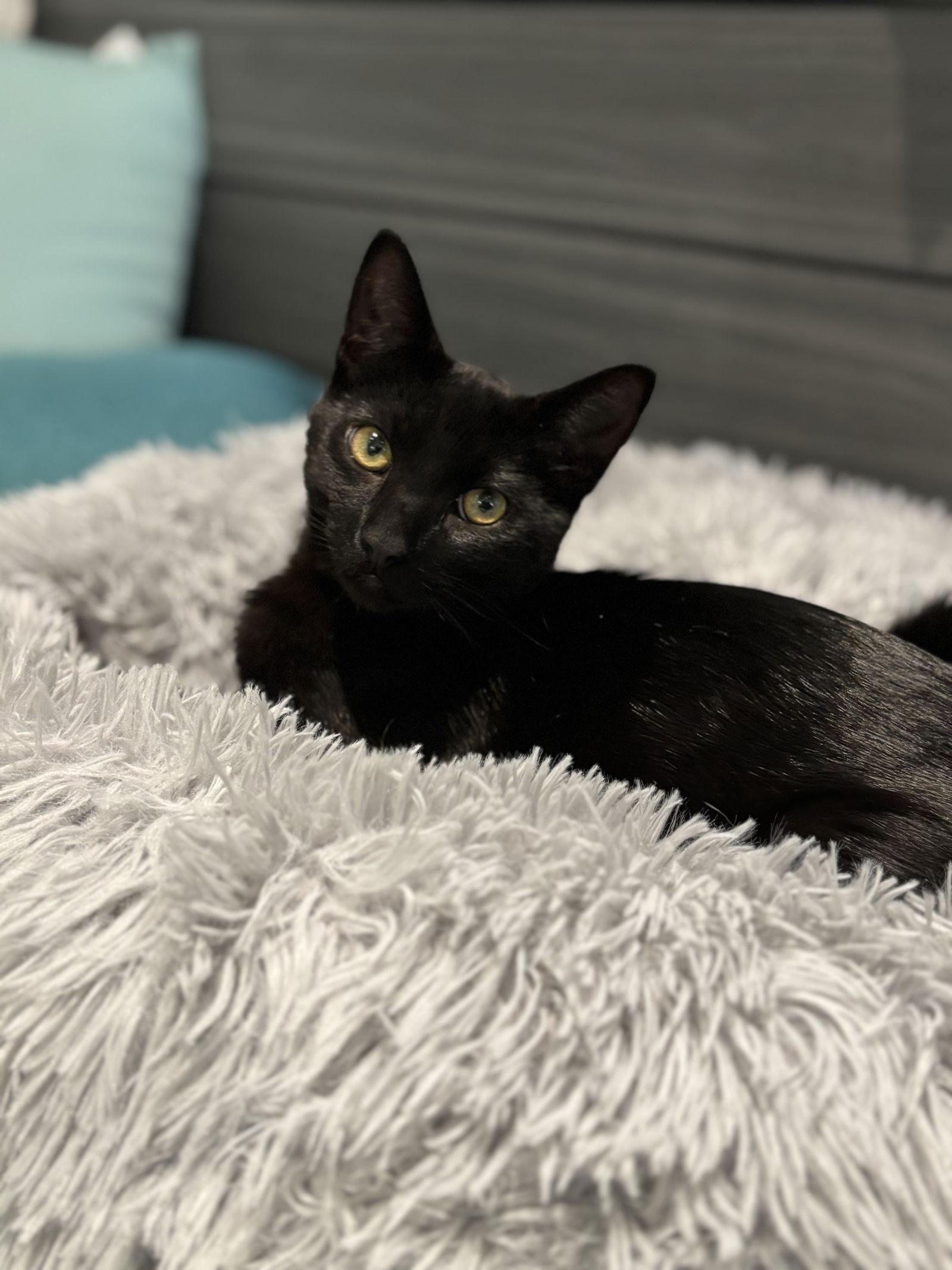 Midnight, Adoptable, Young Male Domestic Short Hair.