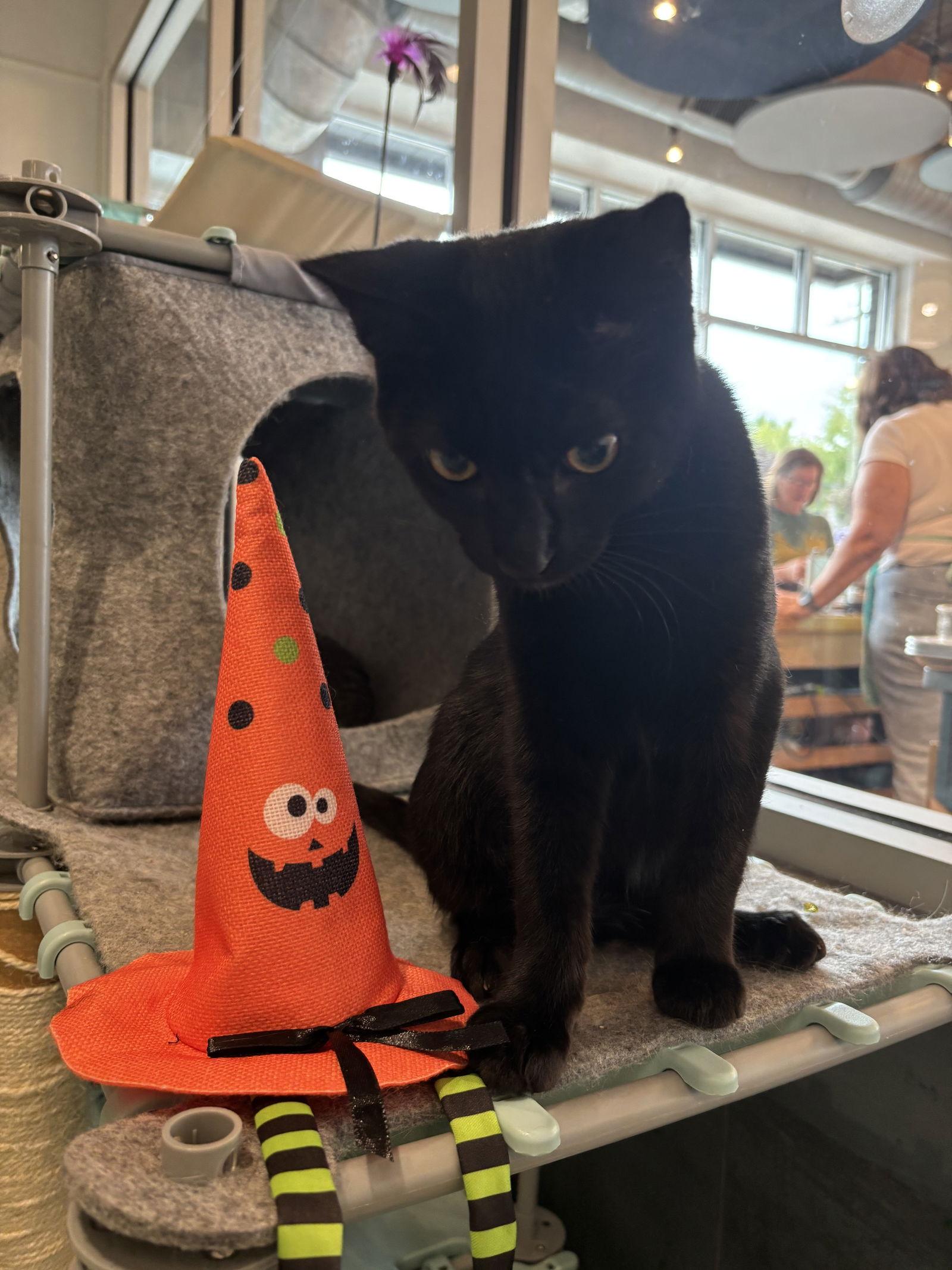 Midnight, a Adoptable Domestic Short Hair in Oakboro , NC image 2/3