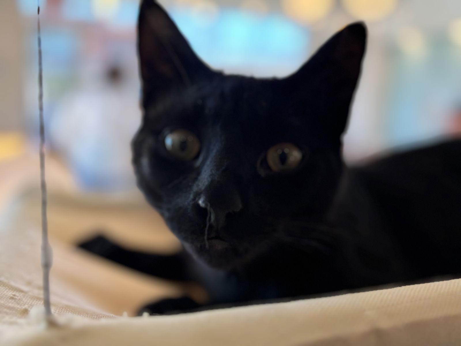 Midnight, a Adoptable Domestic Short Hair in Oakboro , NC image 3/3