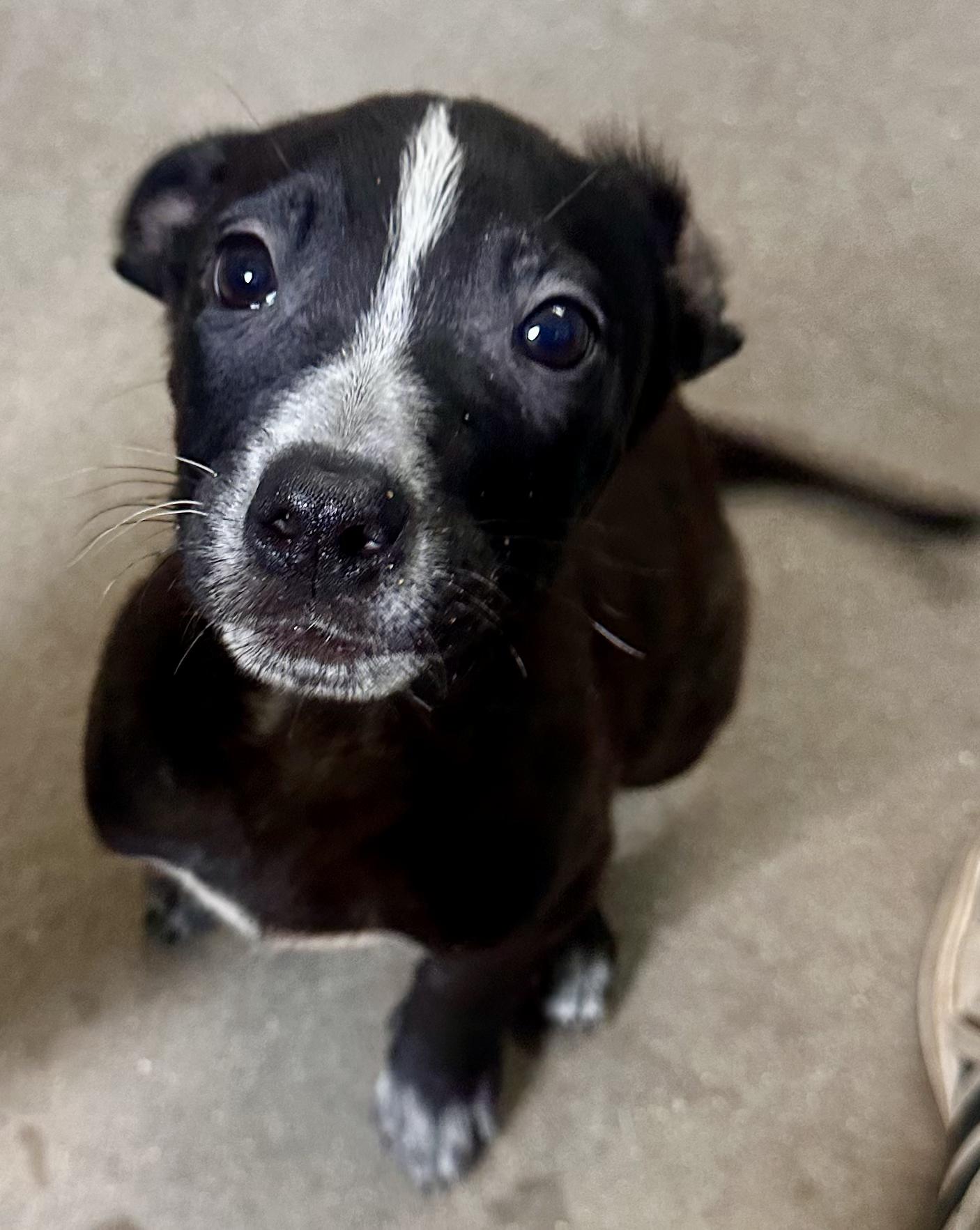 Double Dutch, a Adoptable Mixed Breed in Graham, TX image 4/6