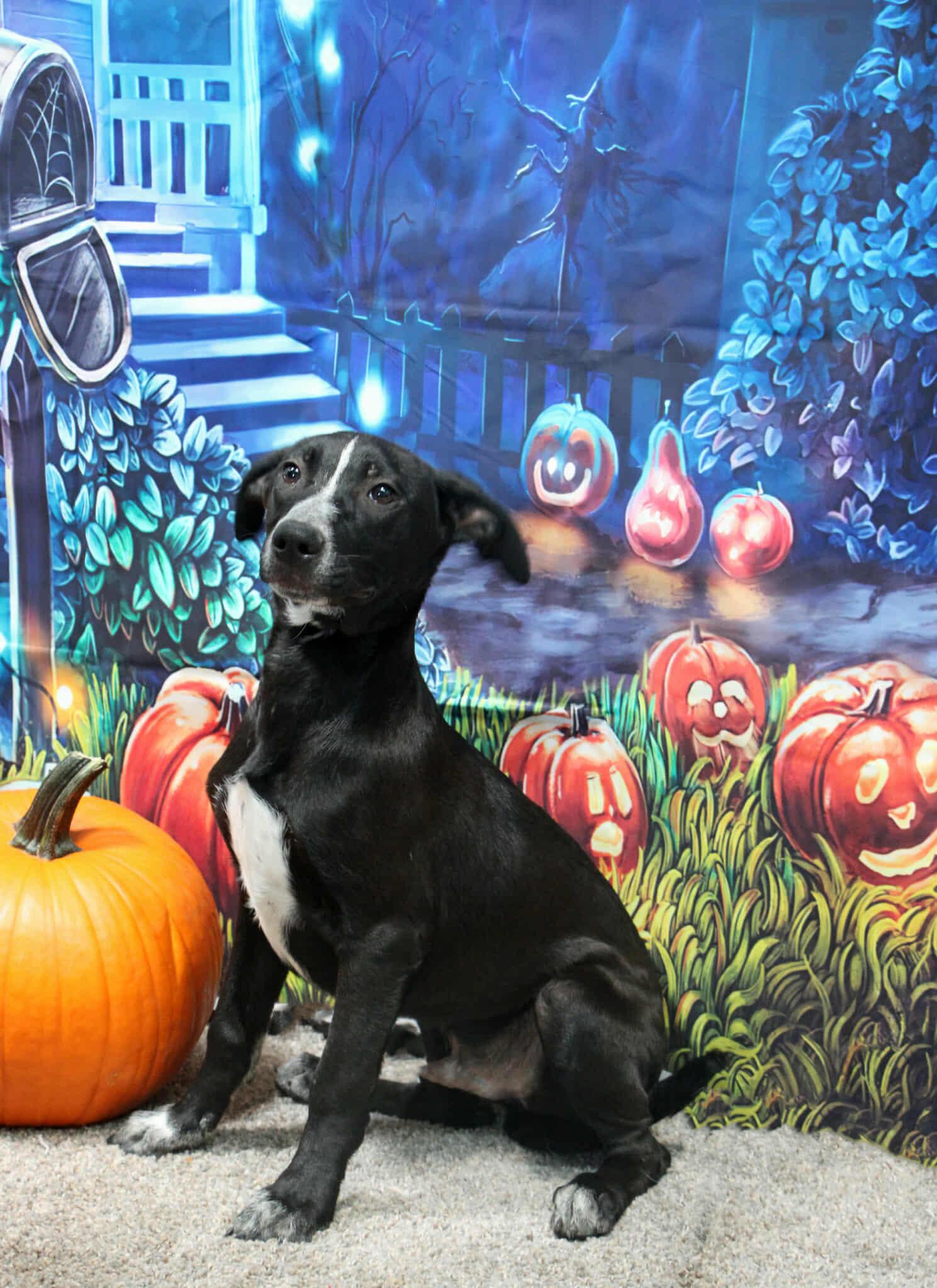 Double Dutch, Adoptable, Young Male Mixed Breed.