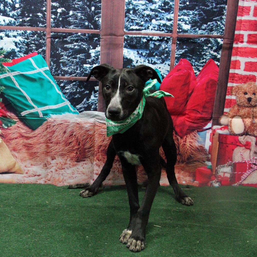 Double Dutch, Adoptable, Young Male Mixed Breed.